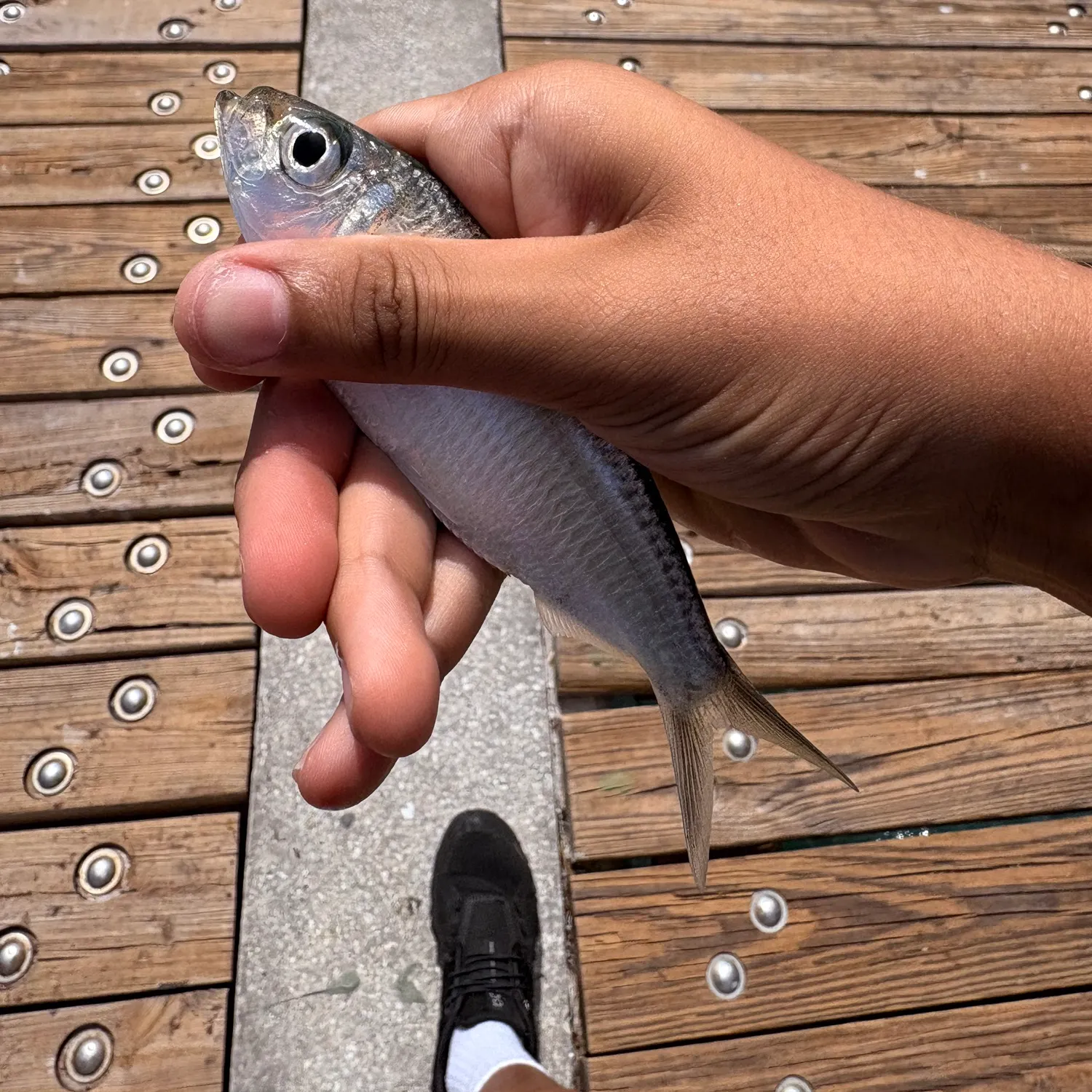 The most recent Scaled herring catches on Fishbrain