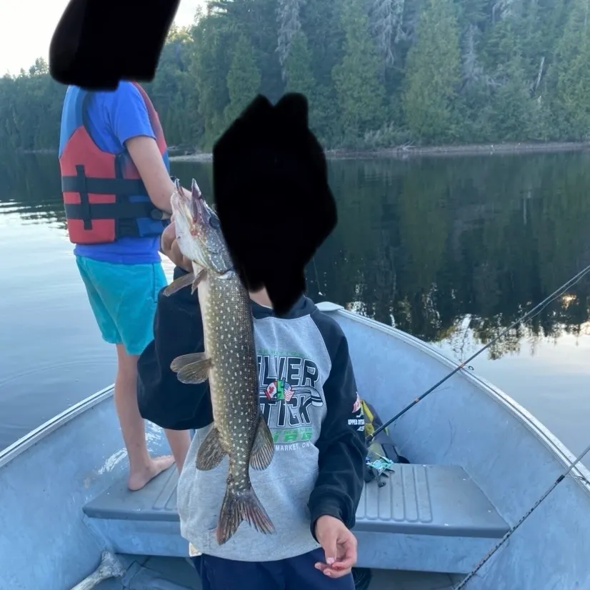 Northern pike caught on Fishbrain
