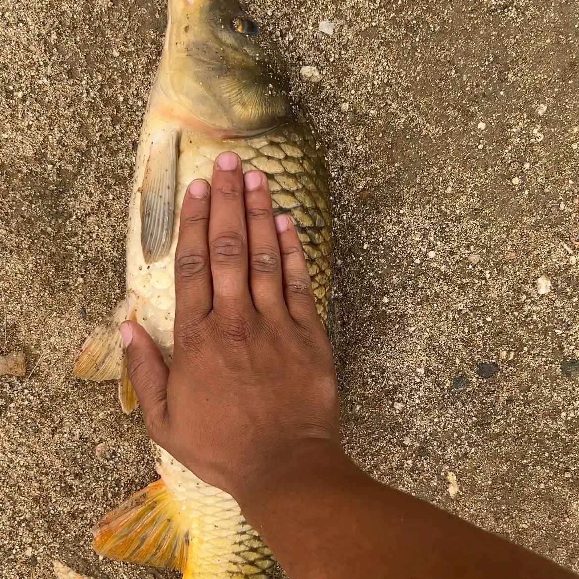 Common carp caught on Fishbrain