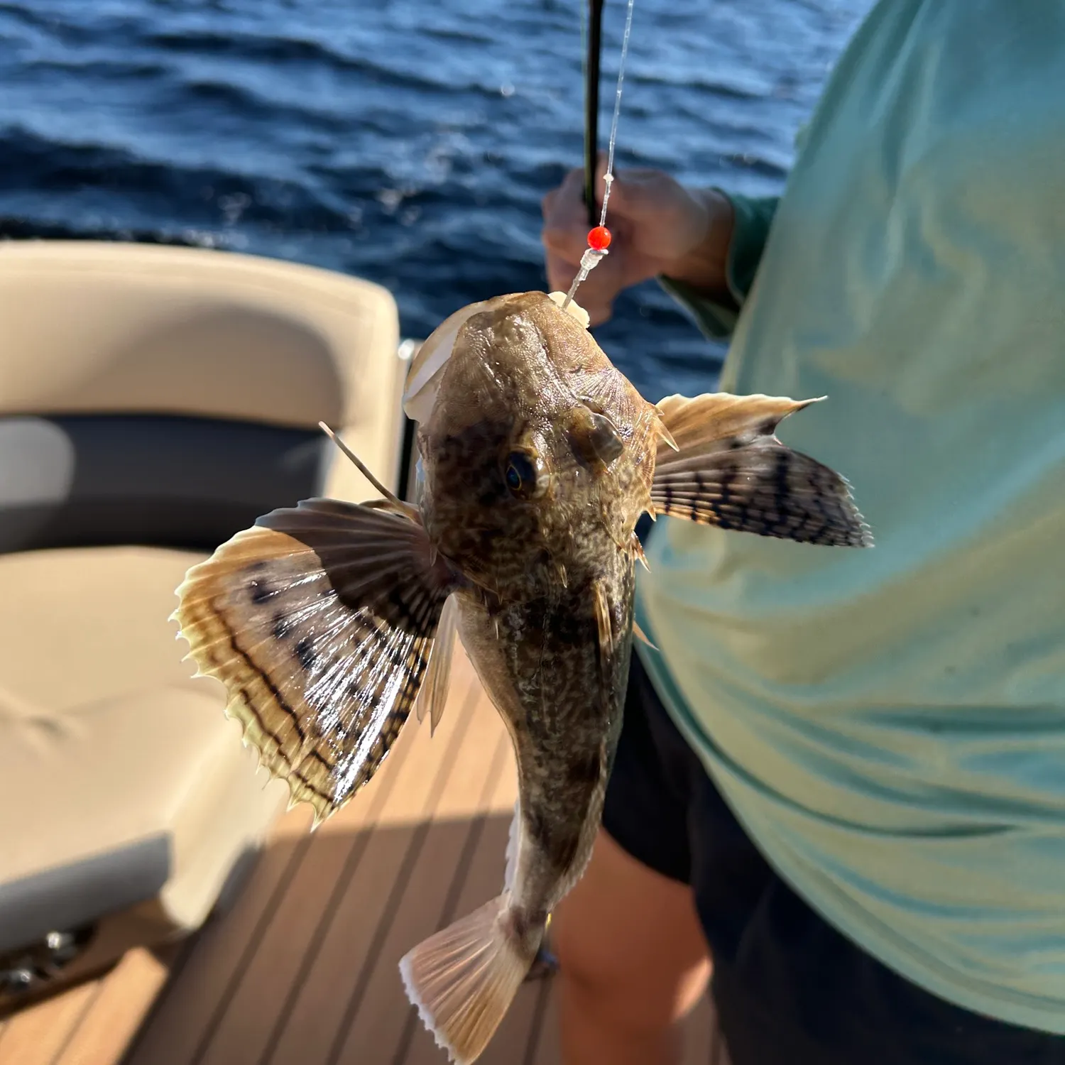 The most recent Bighead searobin catches on Fishbrain