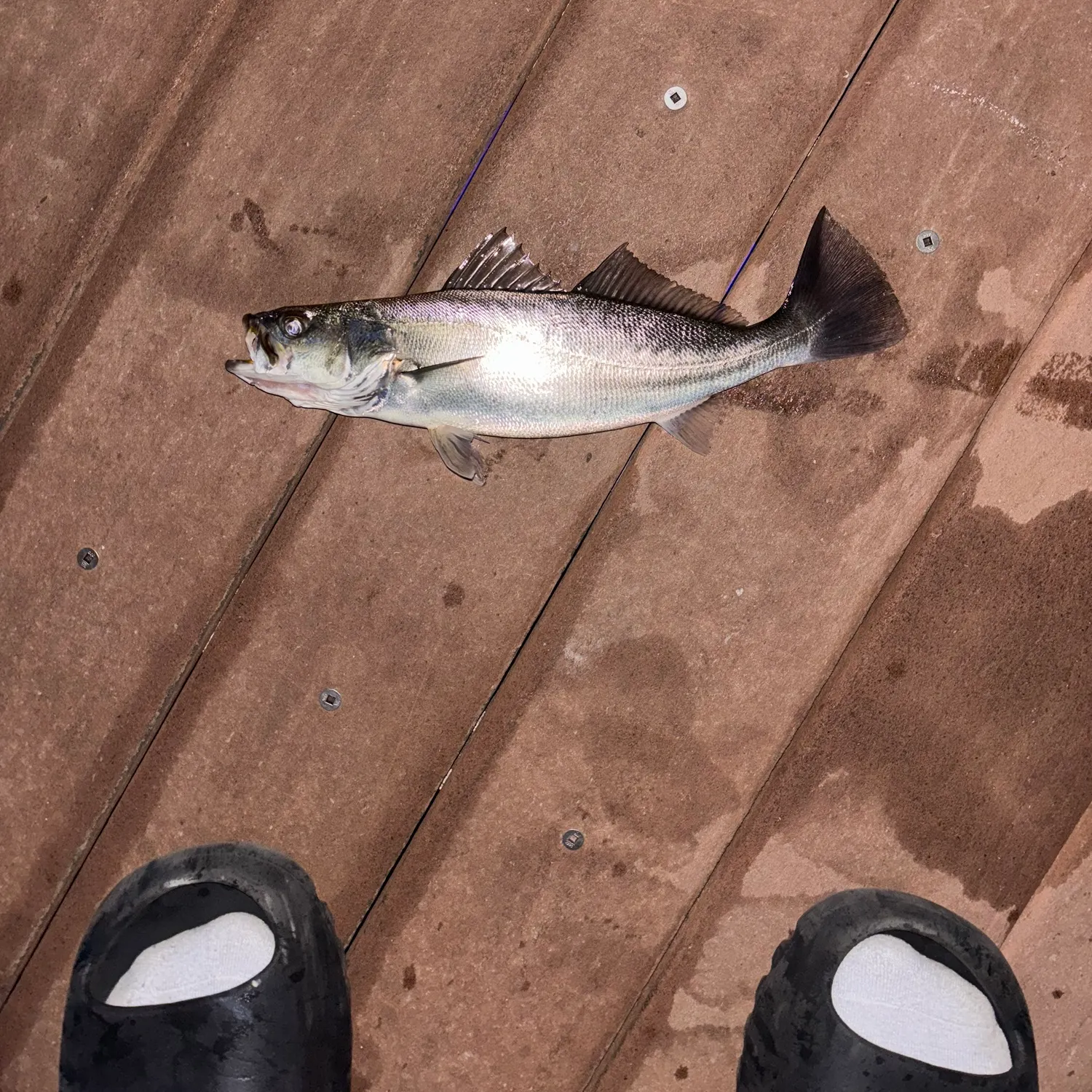 The most recent Stolzmann's weakfish catches on Fishbrain