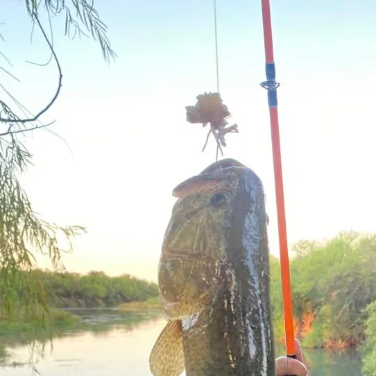 The most recent Trahira catches on Fishbrain