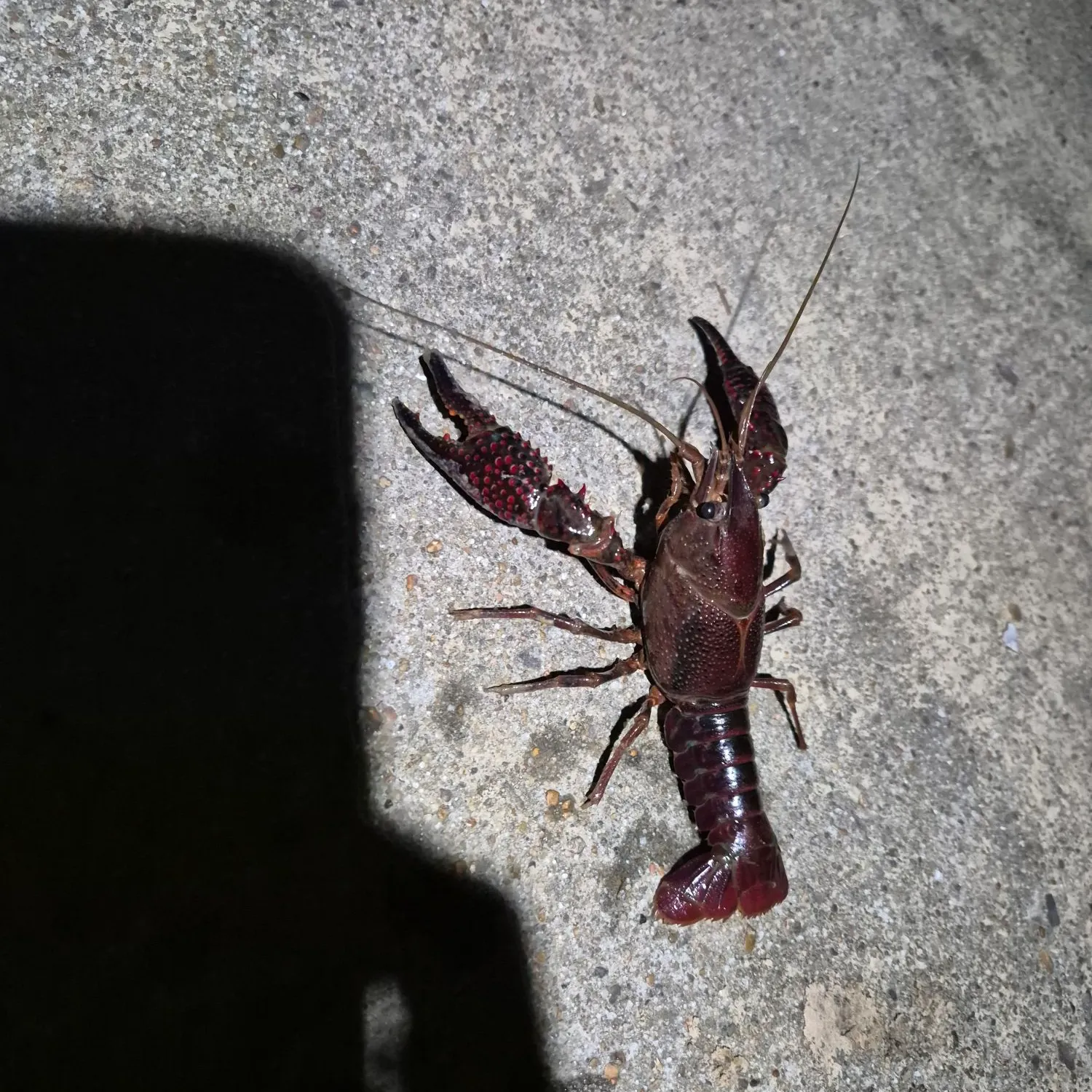 The most recent Red swamp crayfish catches on Fishbrain