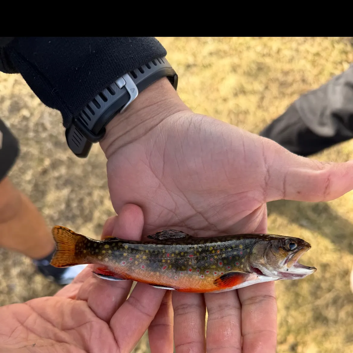 The most recent Brook trout catches on Fishbrain