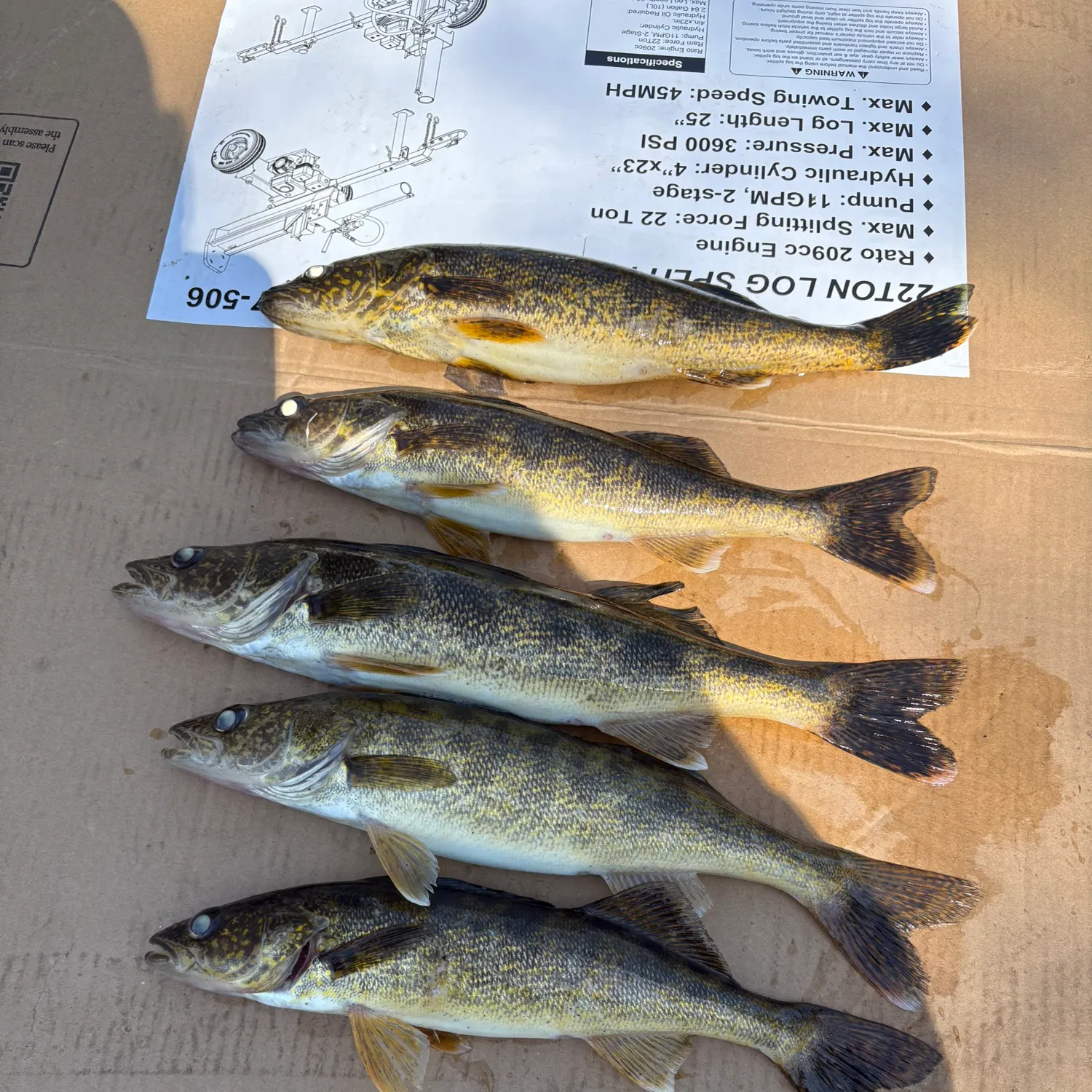 recently logged catches