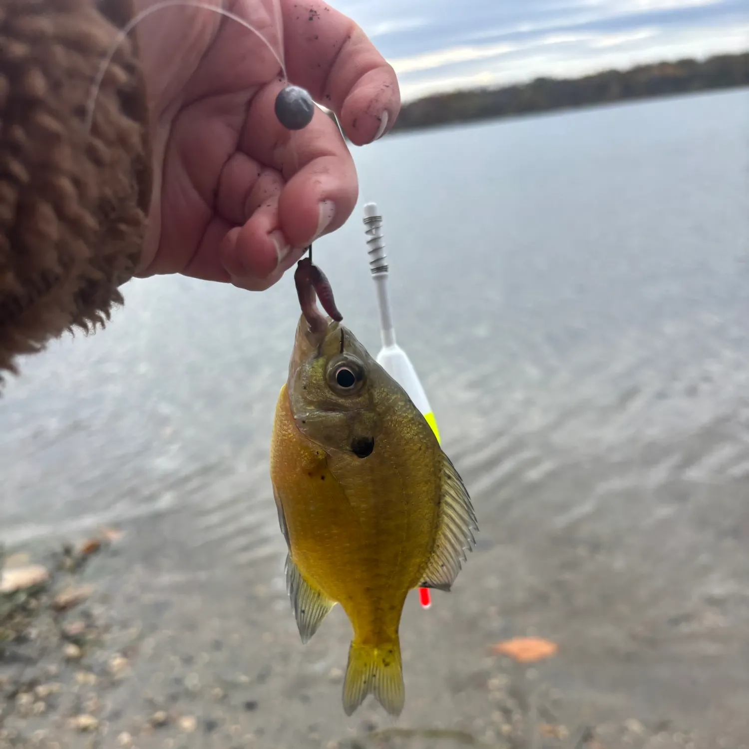 Bluegill caught on Fishbrain