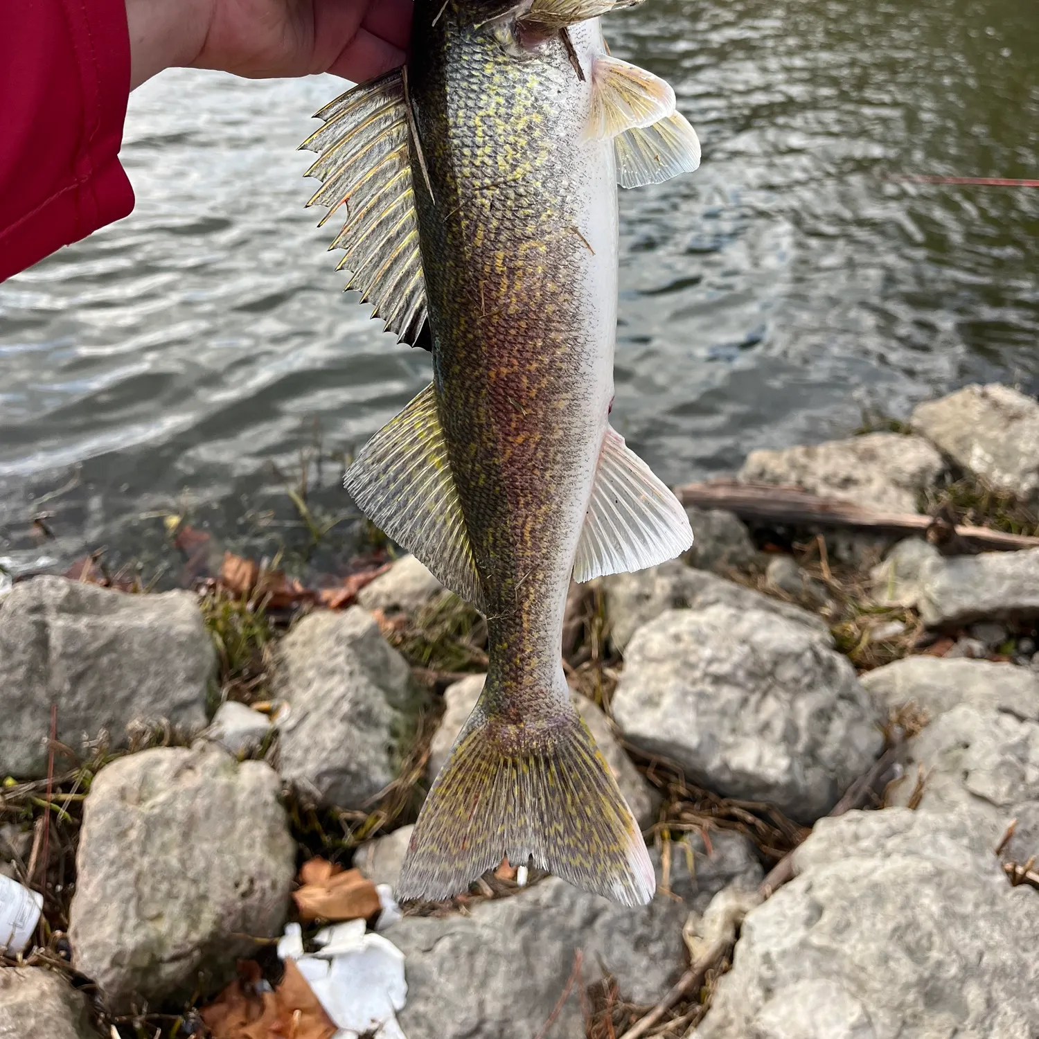 ᐅ Prairie Creek Reservoir fishing reports🎣• Muncie, IN (United States ...