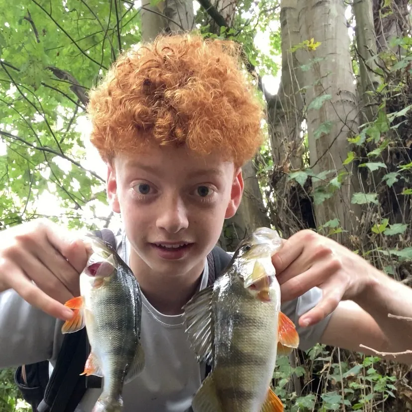 European perch caught on Fishbrain