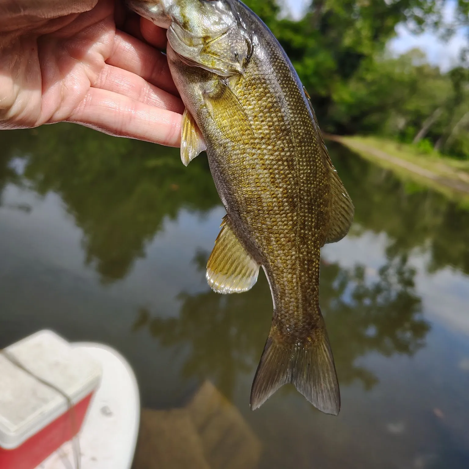 Smallmouth bass caught on Fishbrain