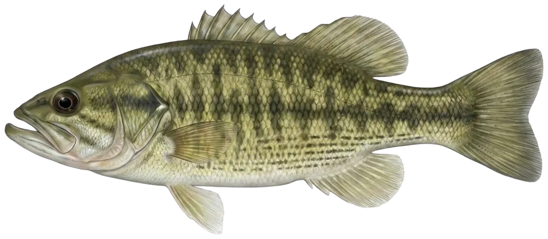 Guadalupe bass