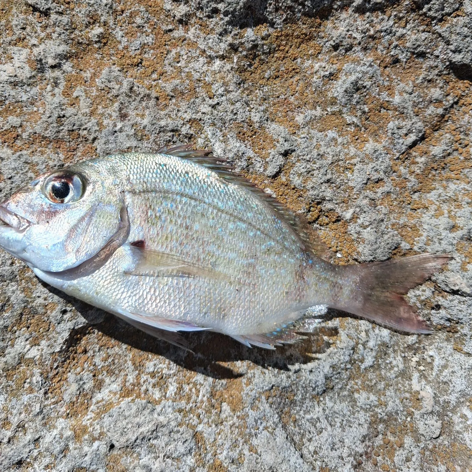 The most recent Australasian snapper catches on Fishbrain