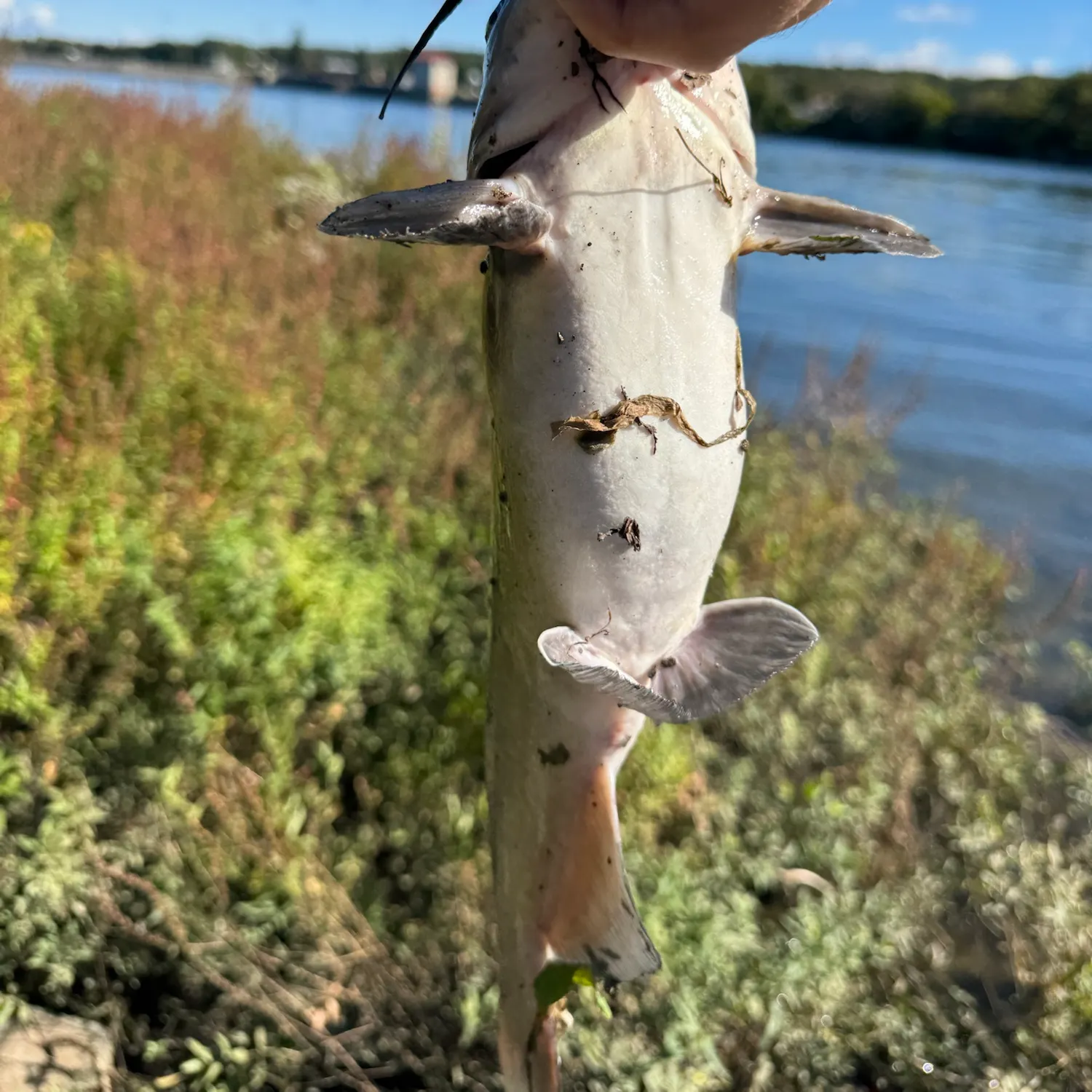 Channel catfish caught on Fishbrain