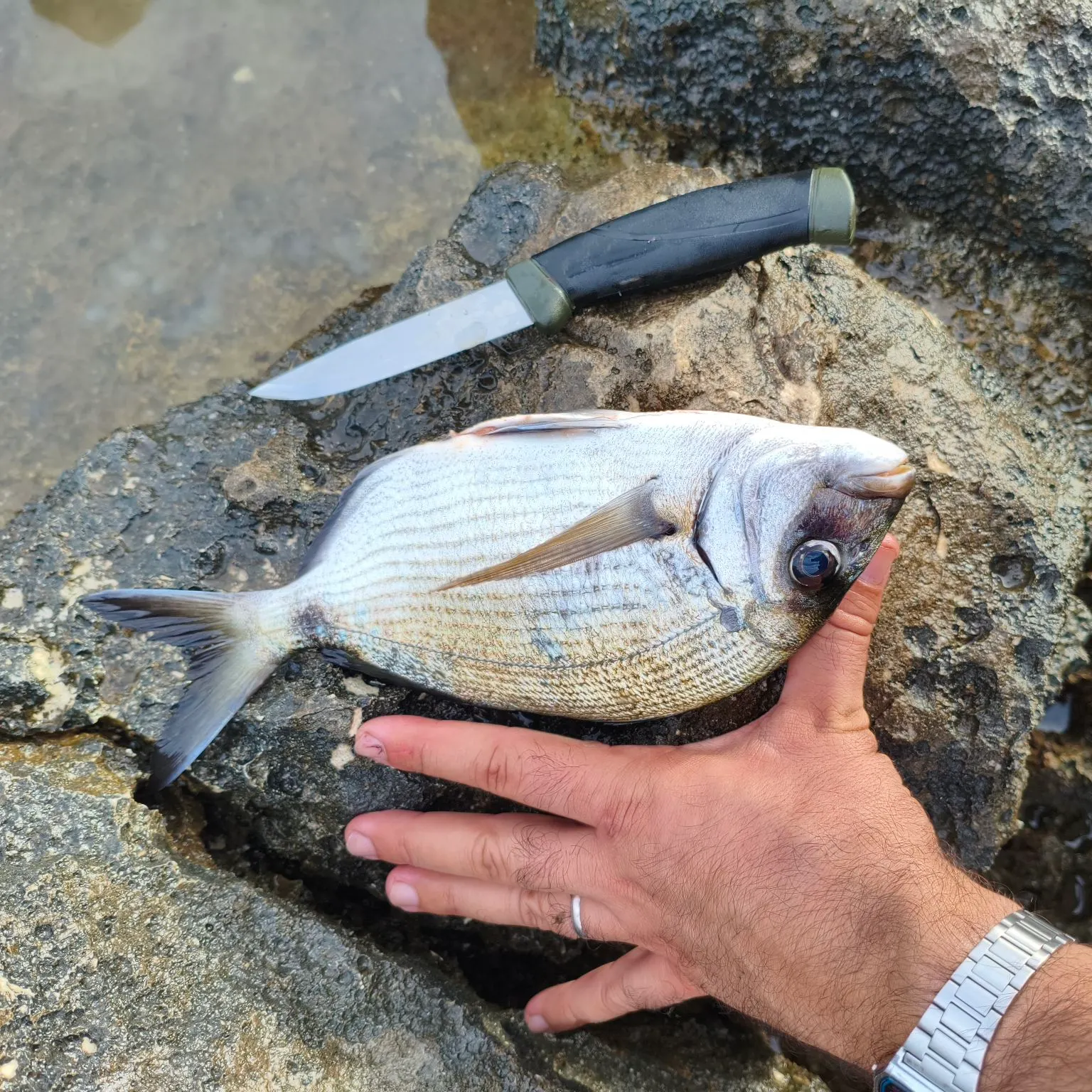 White seabream caught on Fishbrain