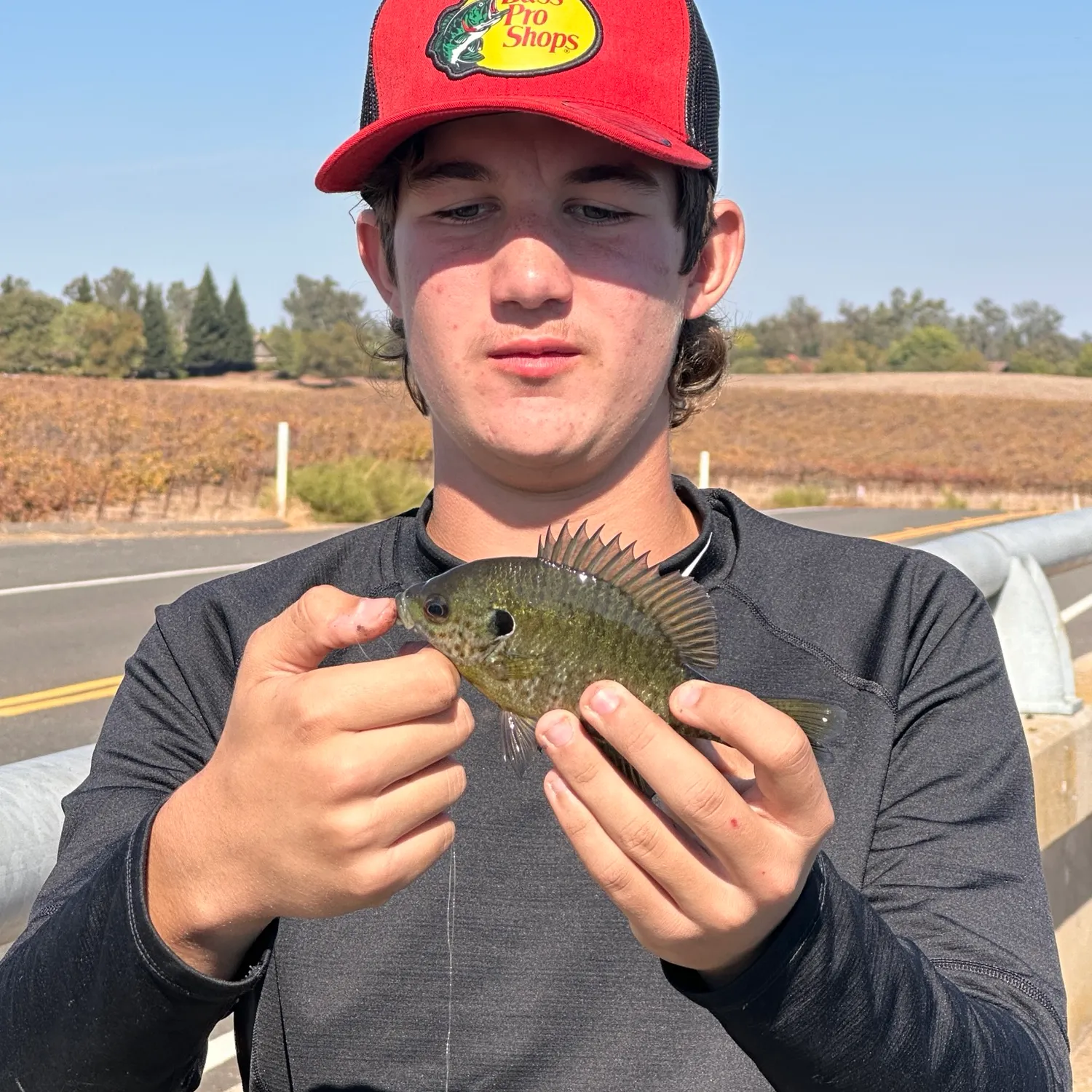 Bluegill caught on Fishbrain