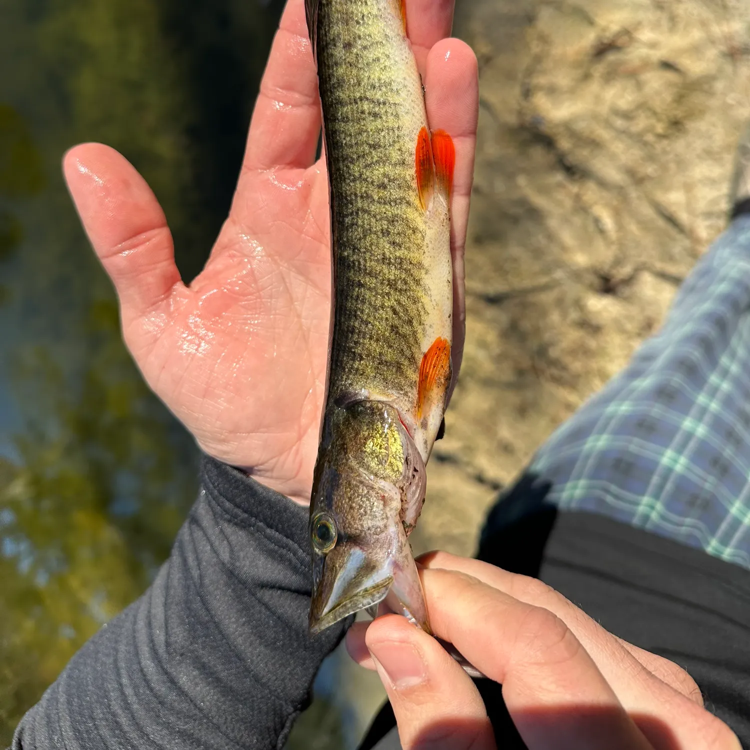 The most recent Redfin pickerel catches on Fishbrain