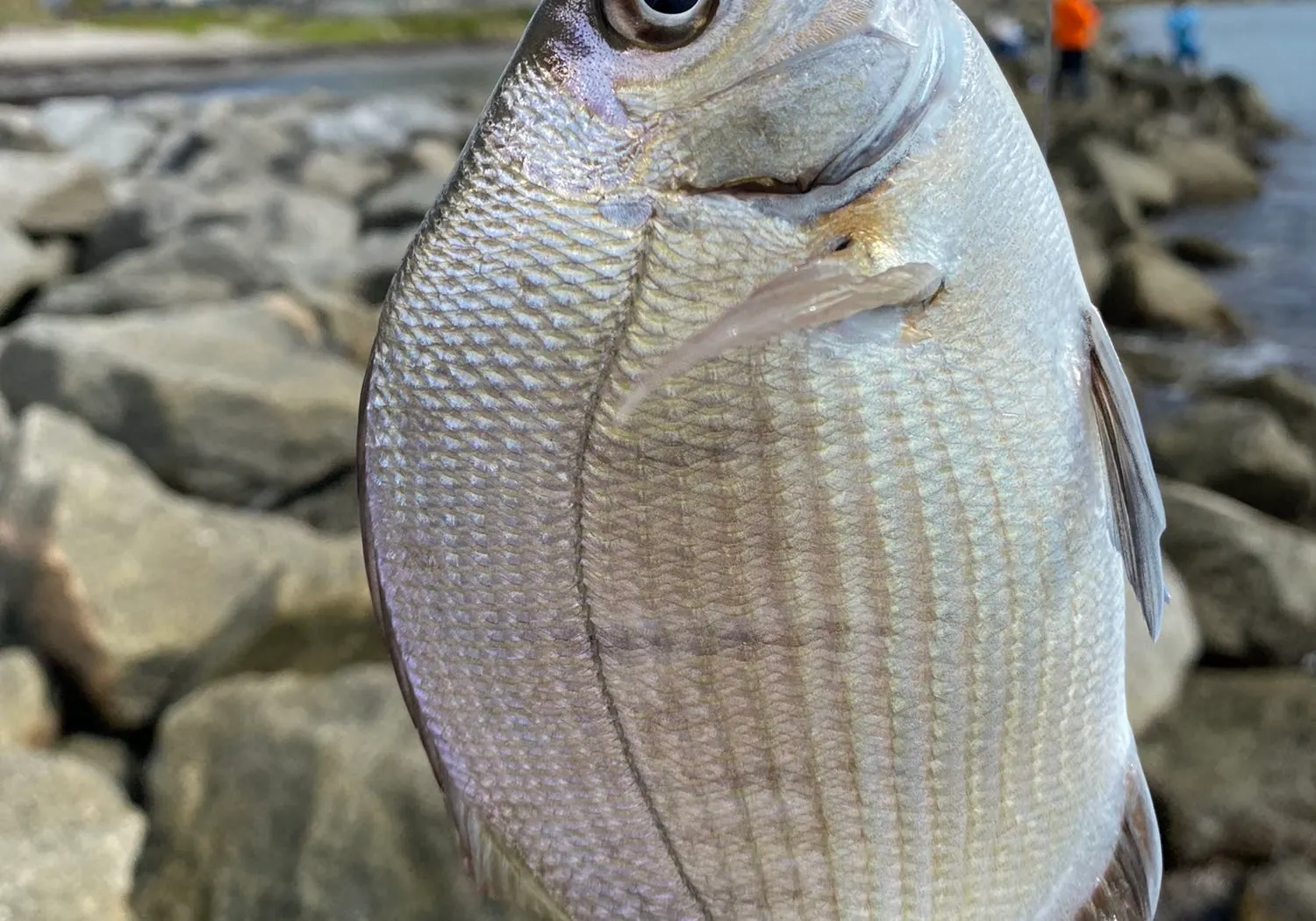 Silver porgy