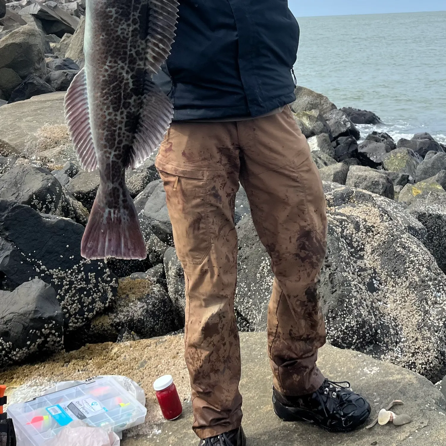 The most recent Lingcod catches on Fishbrain