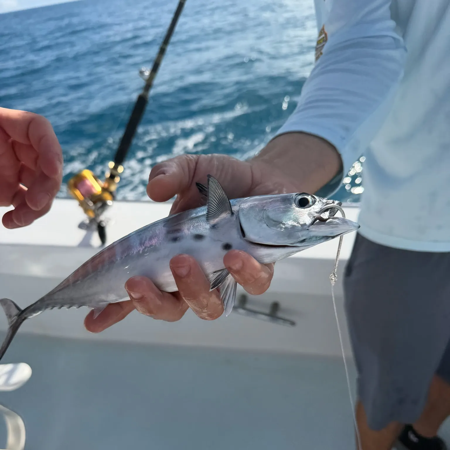 The most recent Plain bonito catches on Fishbrain