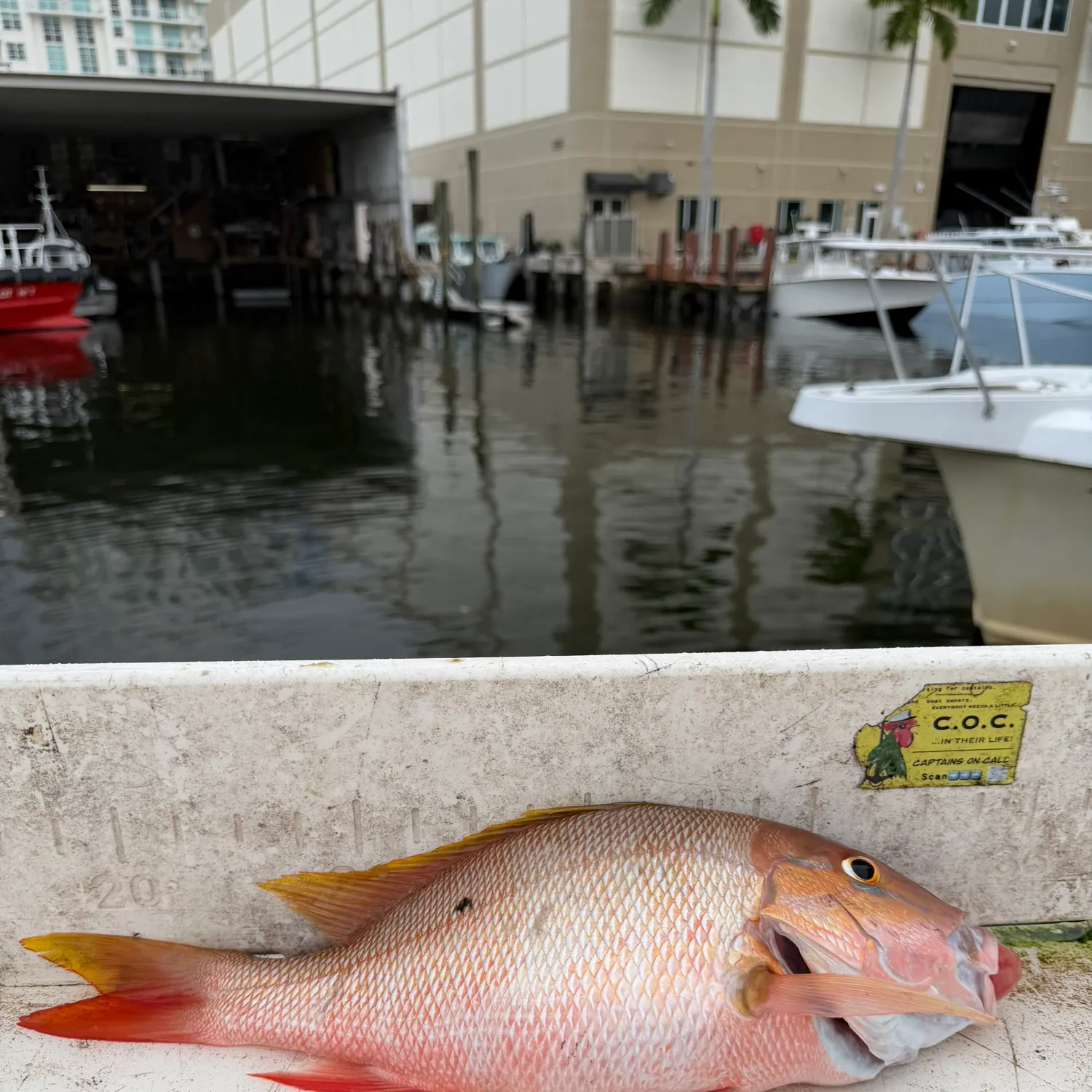 The most recent Mutton snapper catches on Fishbrain