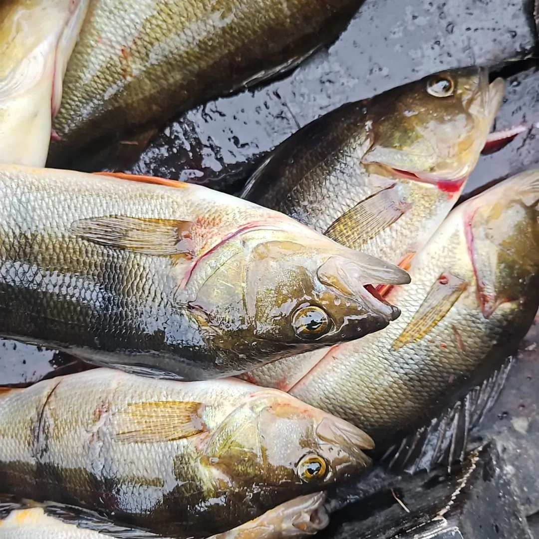 European perch caught on Fishbrain