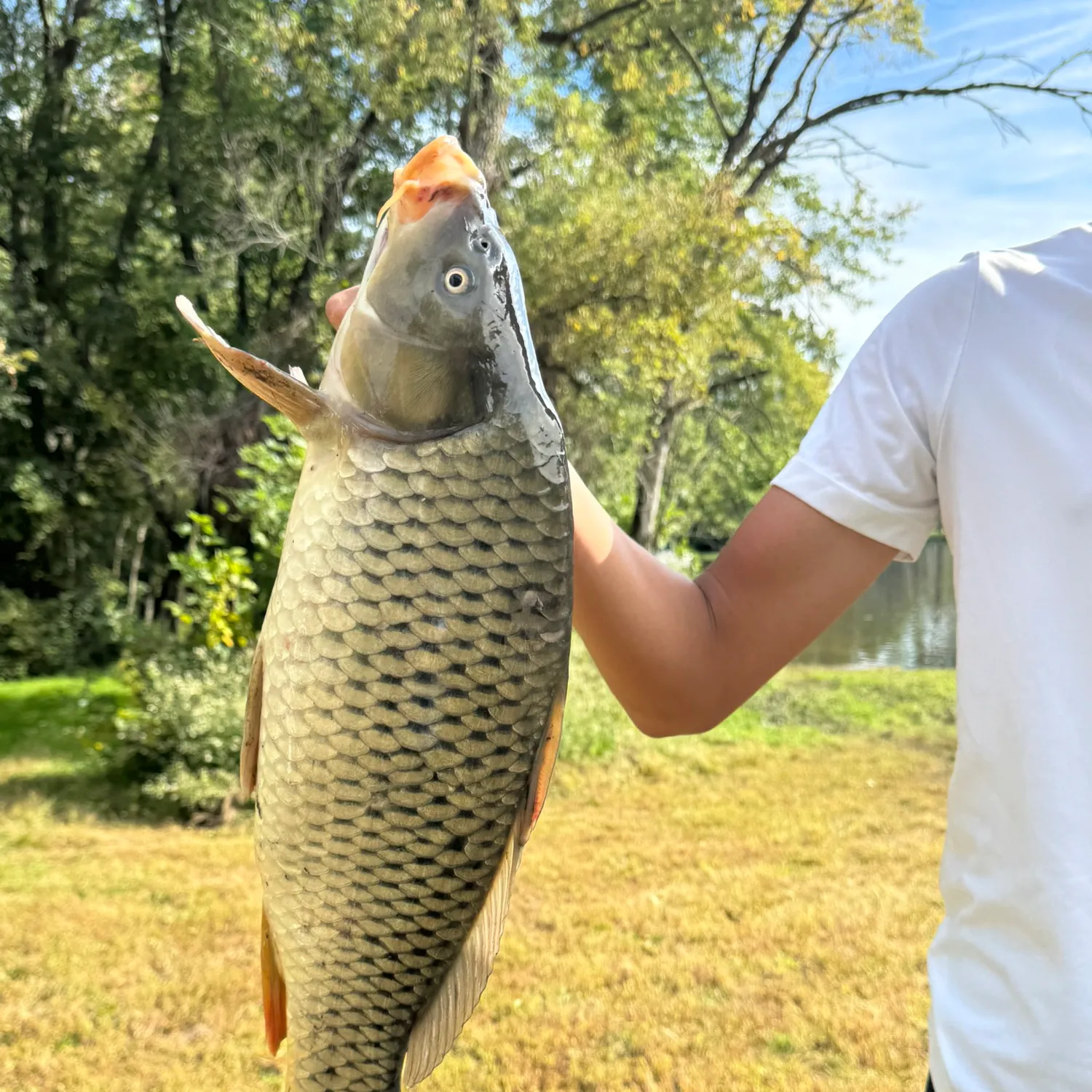 Common carp caught on Fishbrain
