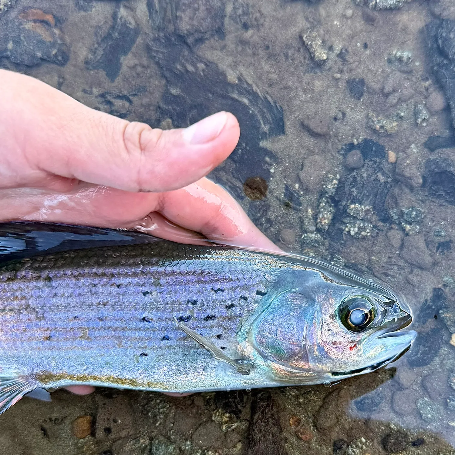 Arctic grayling caught on Fishbrain