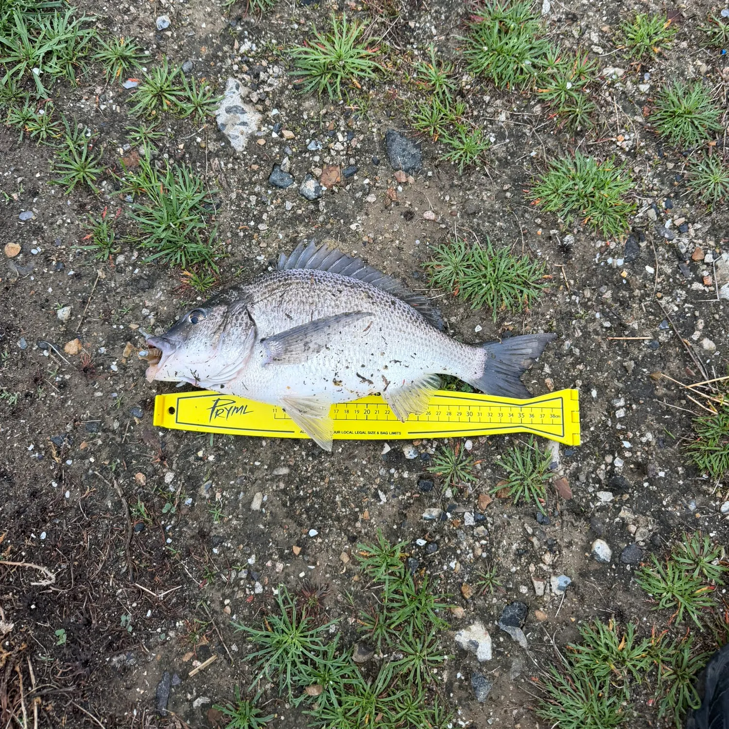 Southern black bream caught on Fishbrain