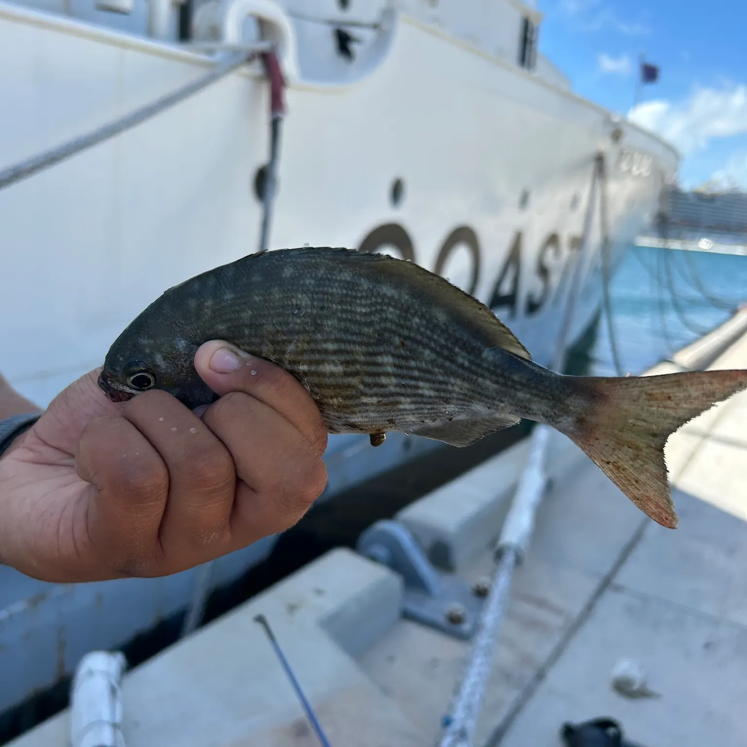 The most recent Bermuda sea chub catches on Fishbrain