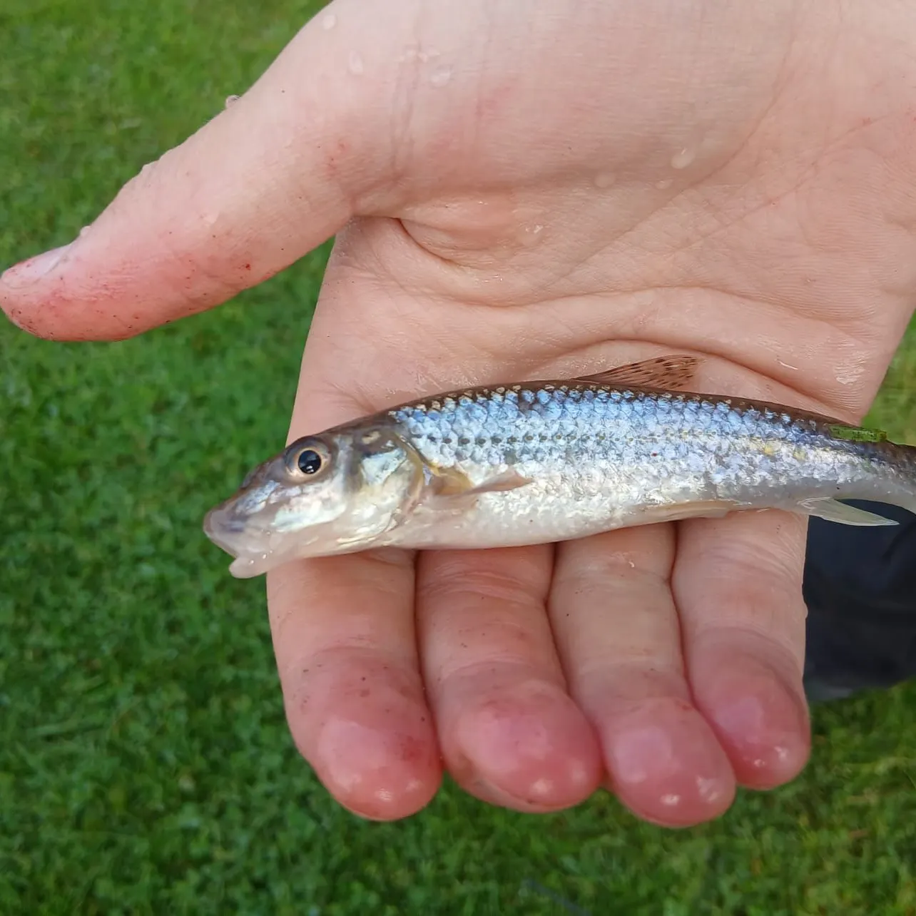 The most recent Gudgeon catches on Fishbrain