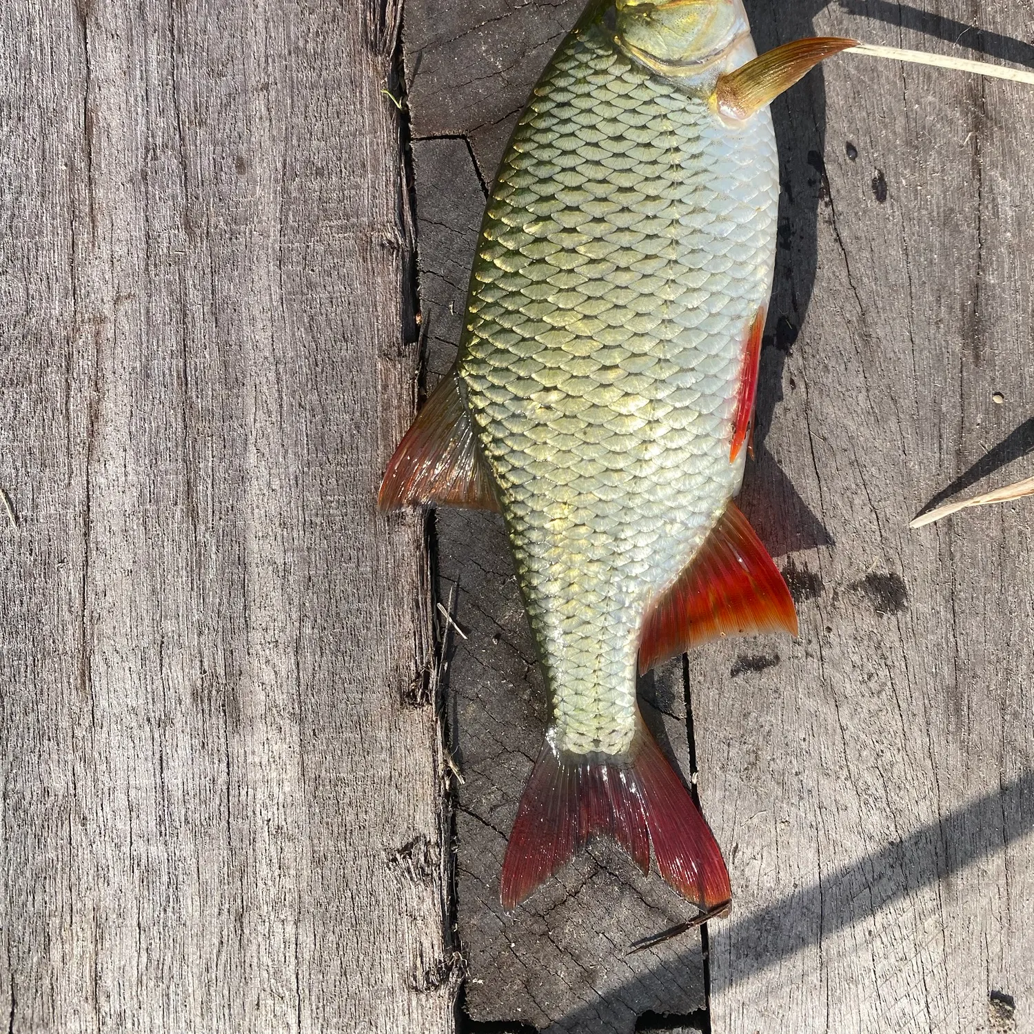 Common rudd caught on Fishbrain