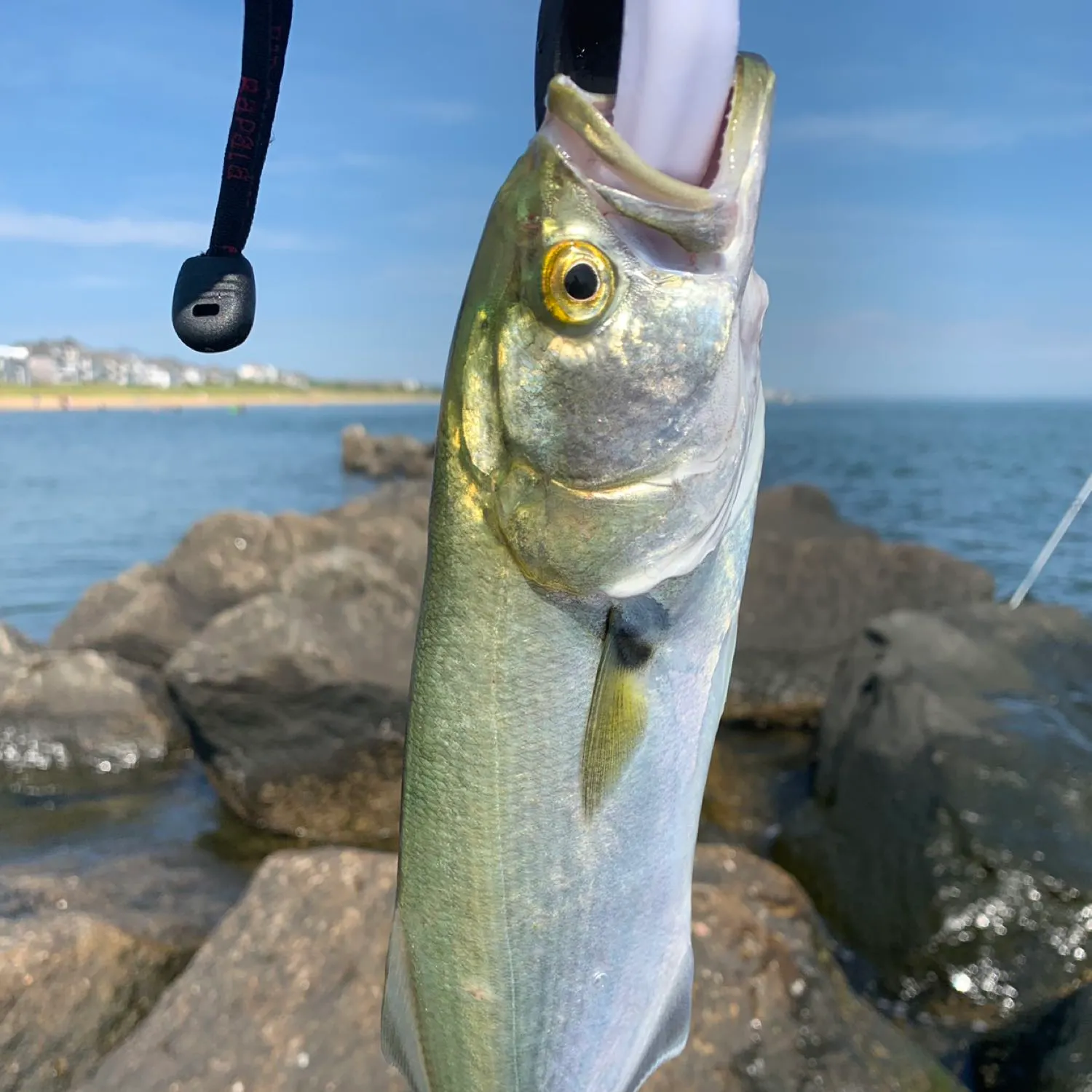 angler catch