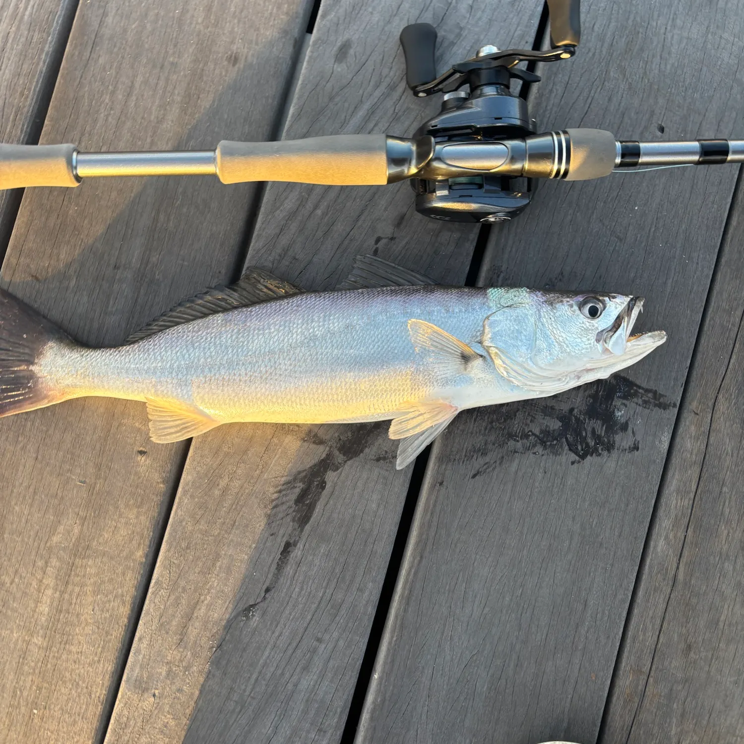 Shortfin corvina caught on Fishbrain