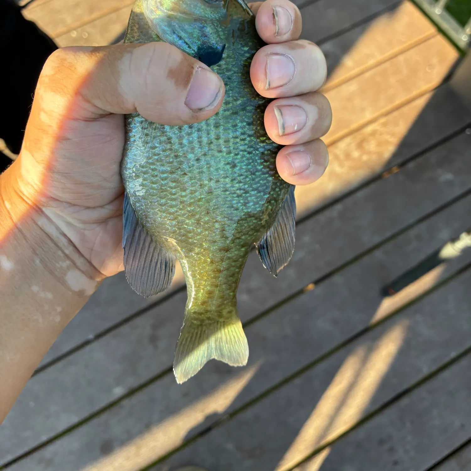 Bluegill caught on Fishbrain