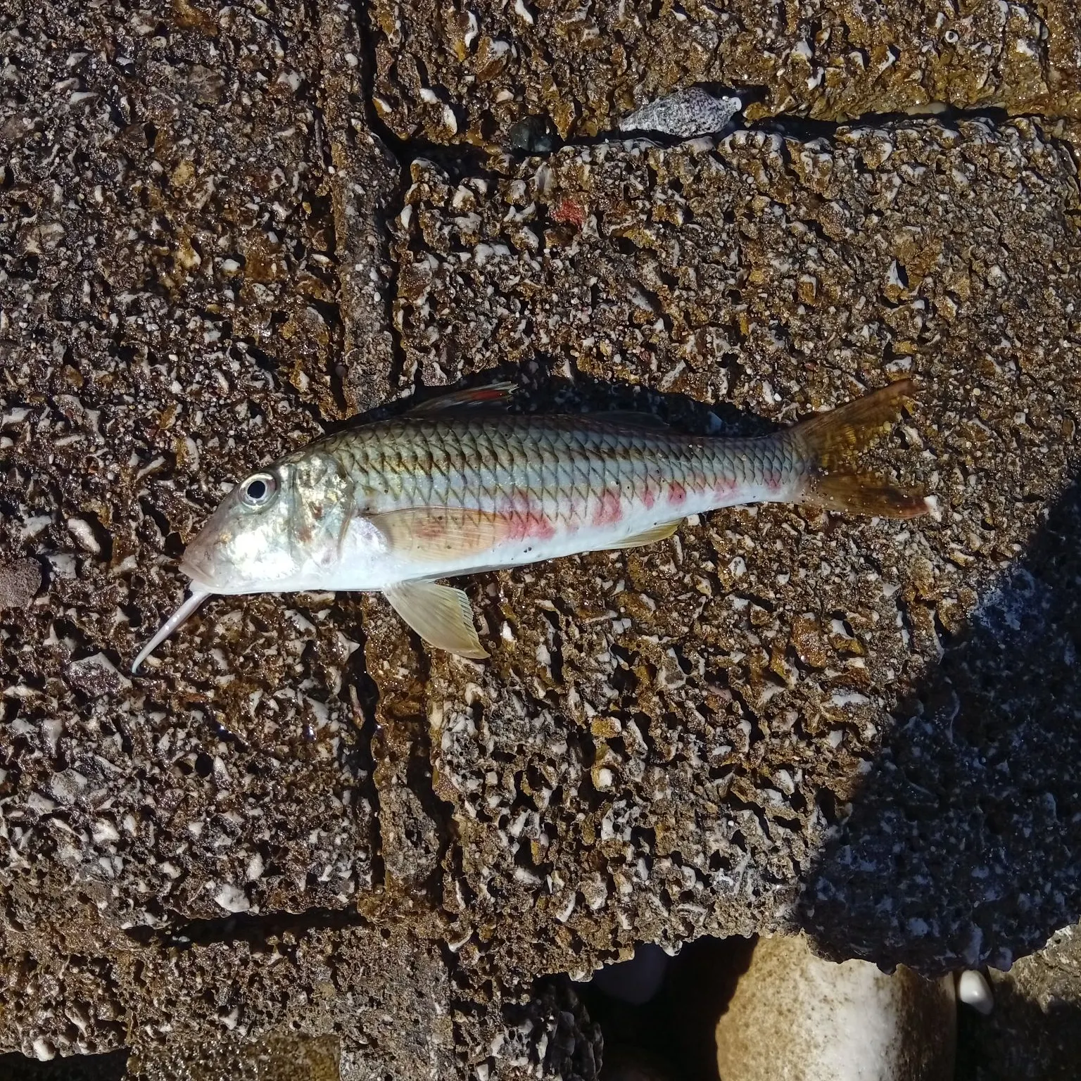 The most recent Striped red mullet catches on Fishbrain