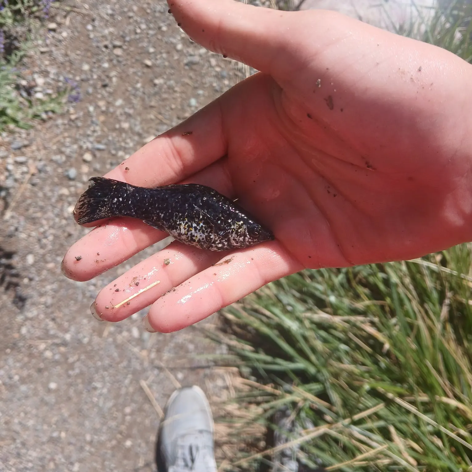 The most recent Shortfin molly catches on Fishbrain