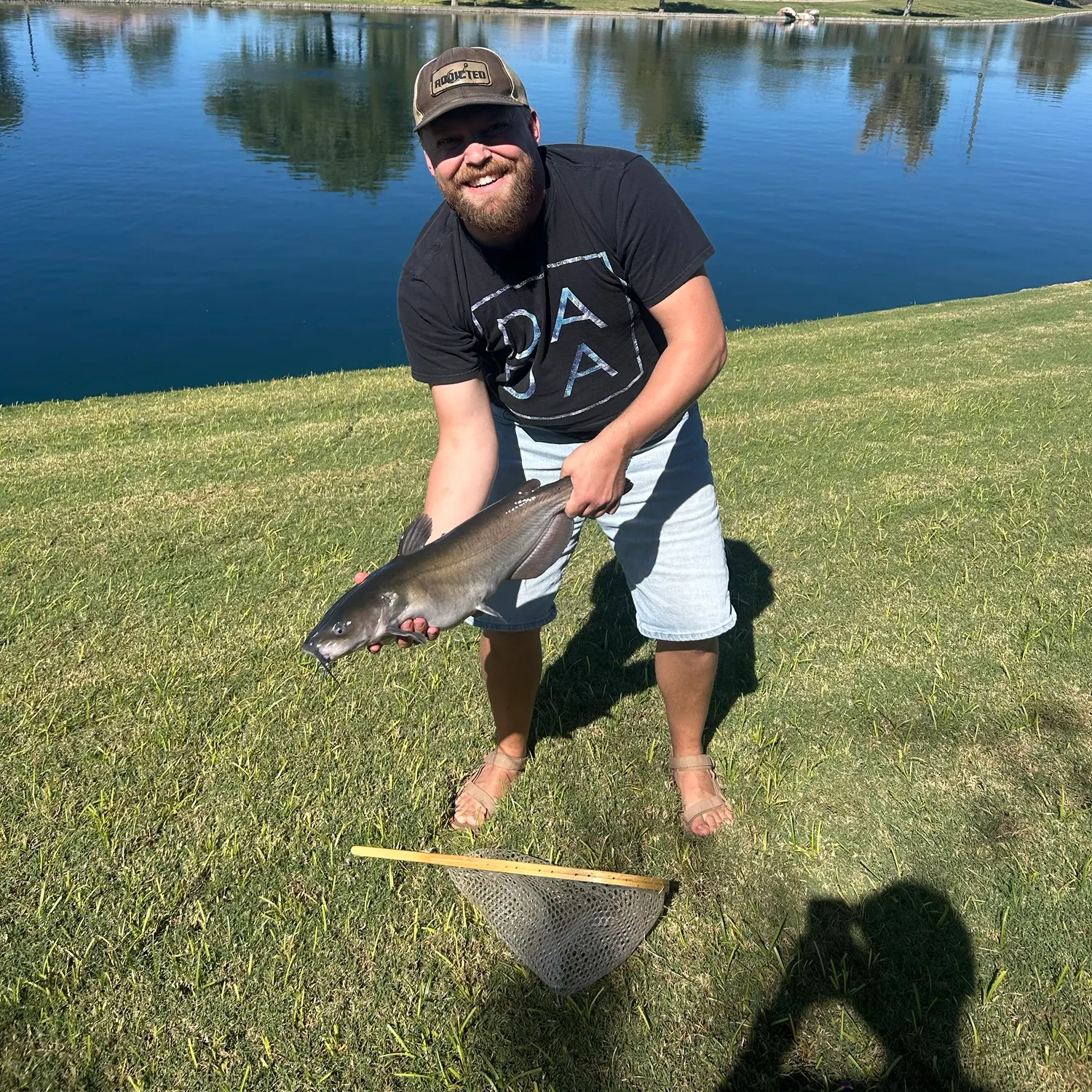 Channel catfish caught on Fishbrain