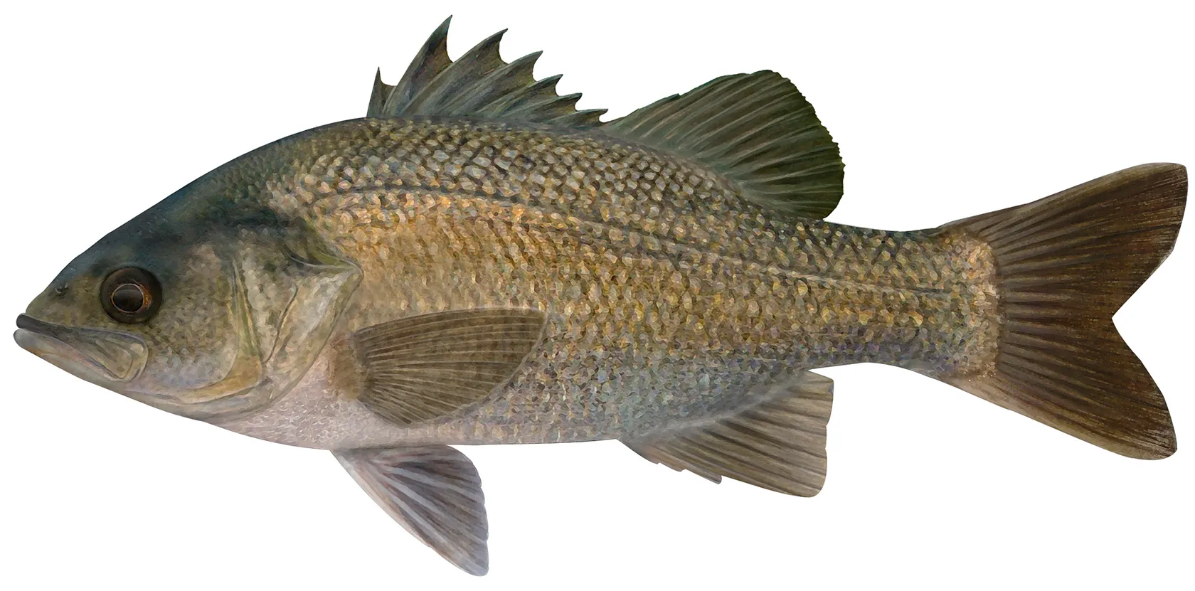 Australian bass