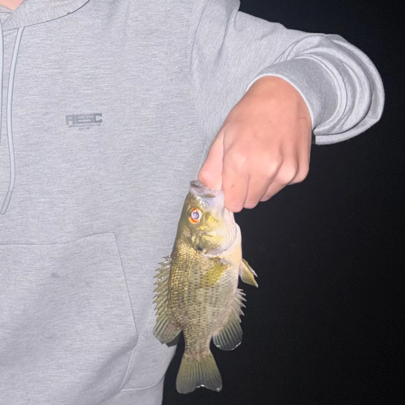 Rock bass caught on Fishbrain