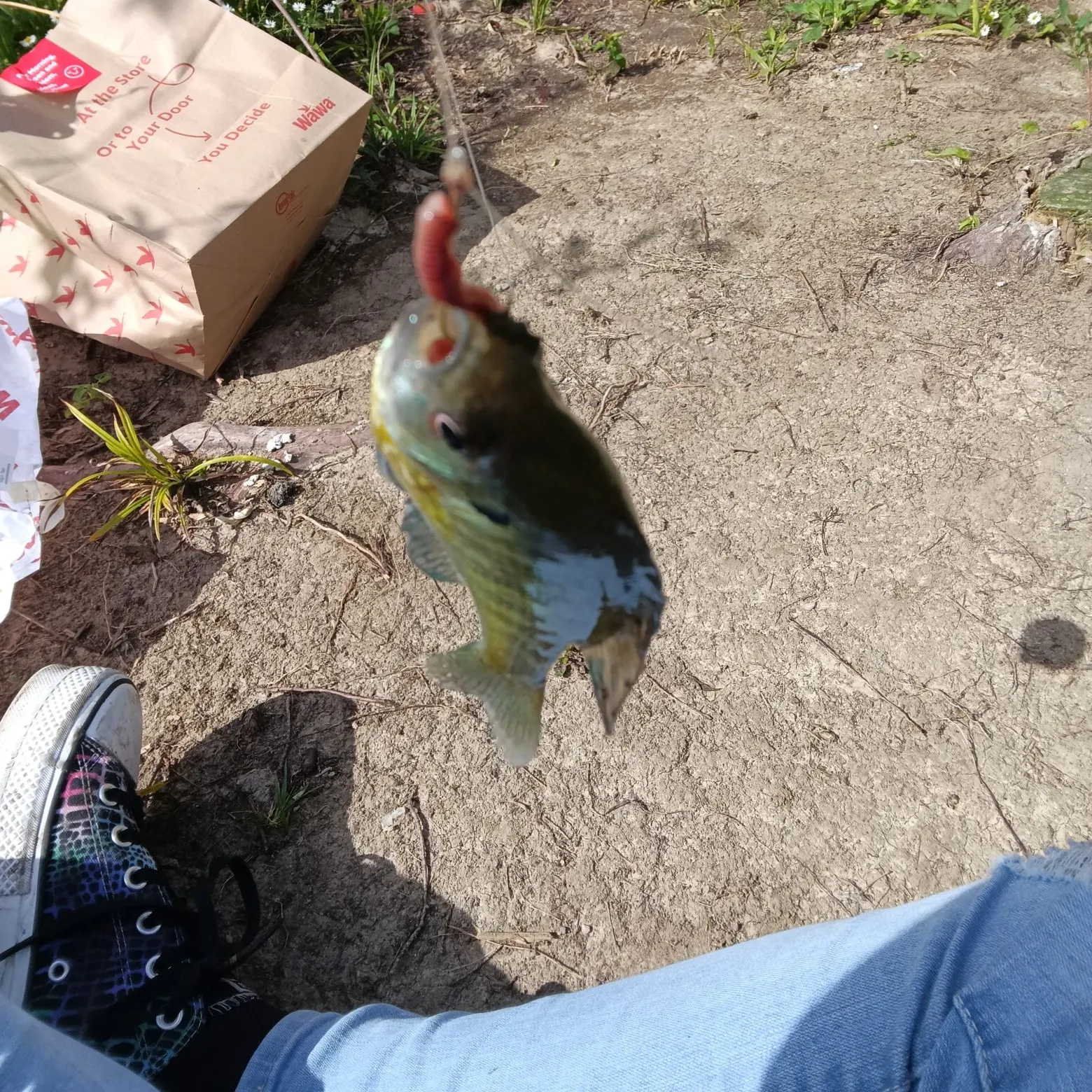 Bluegill caught on Fishbrain