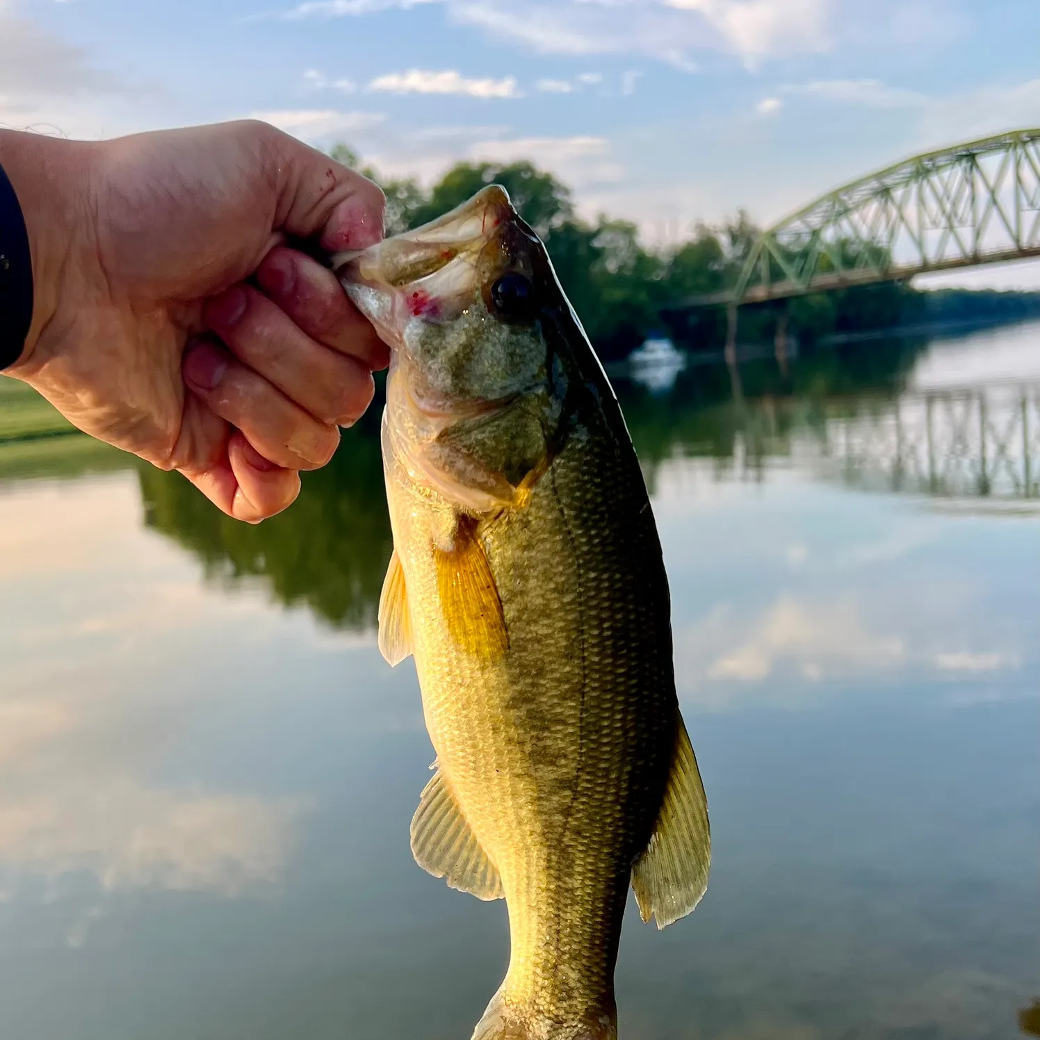 Largemouth bass caught on Fishbrain