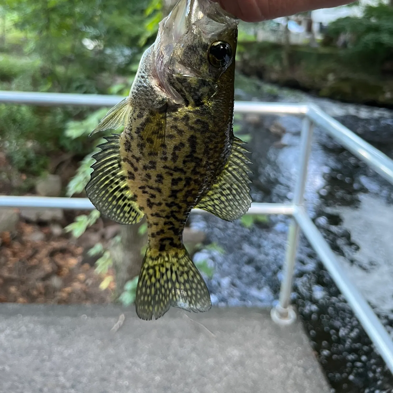 Black crappie caught on Fishbrain