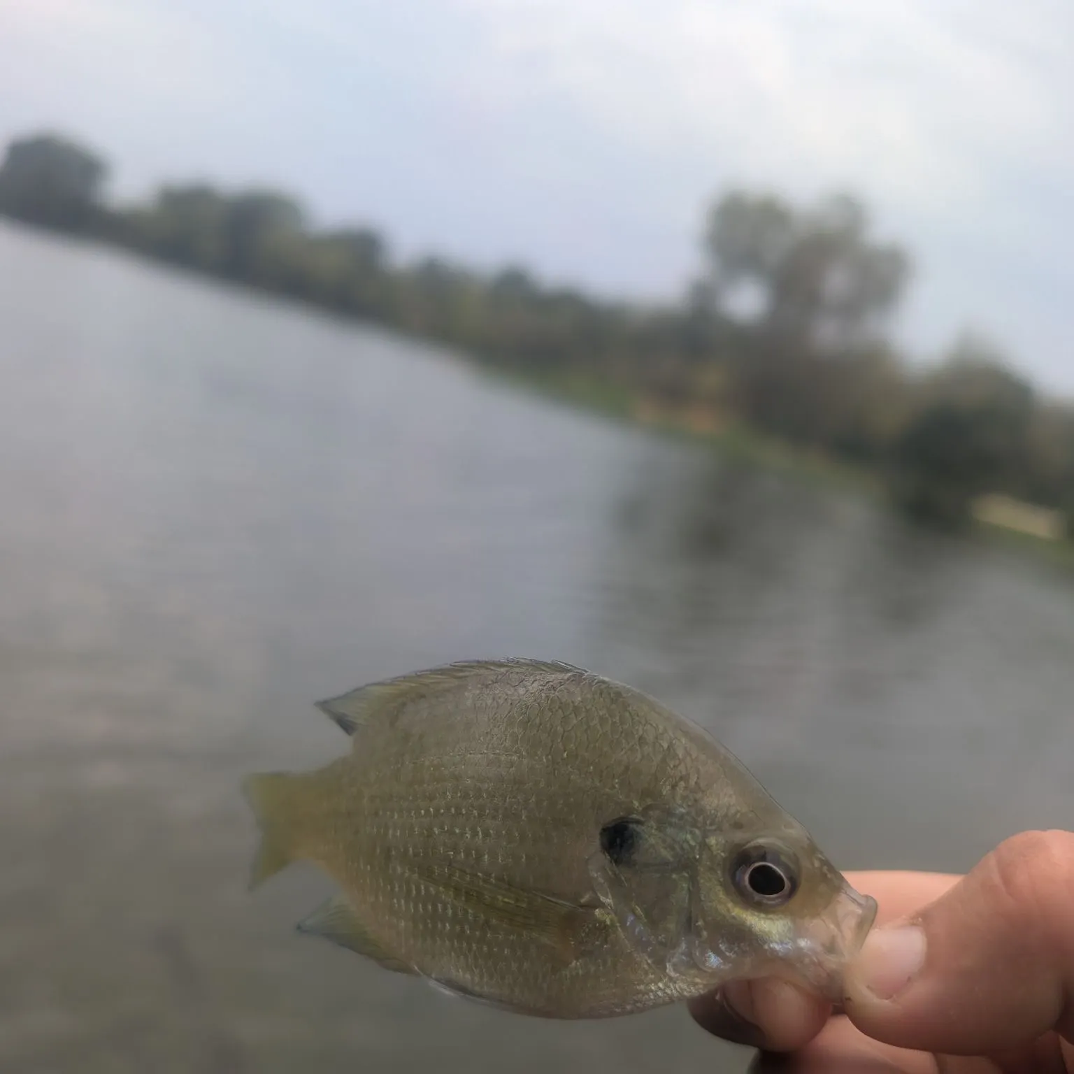 Bluegill caught on Fishbrain