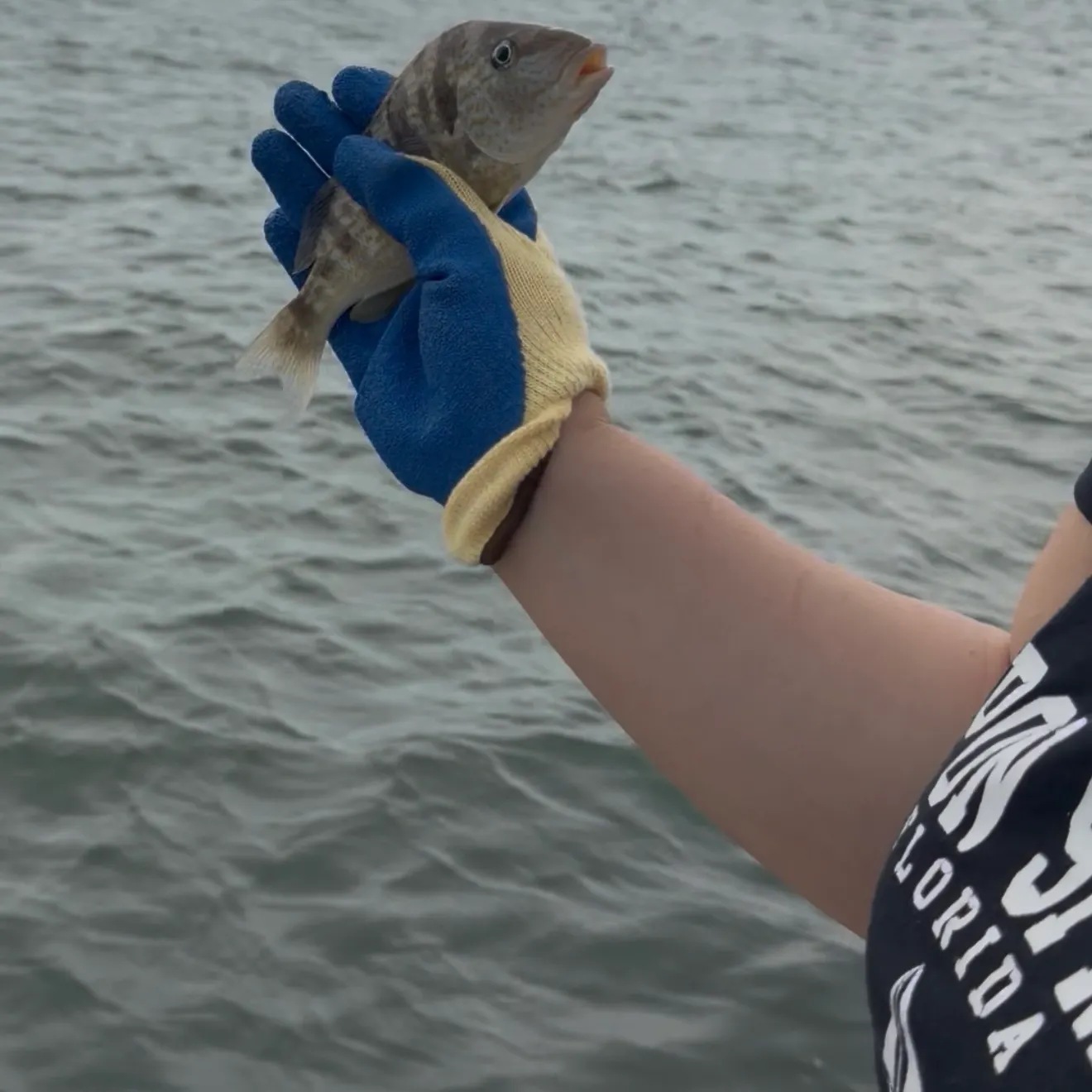 The most recent Pigfish catches on Fishbrain