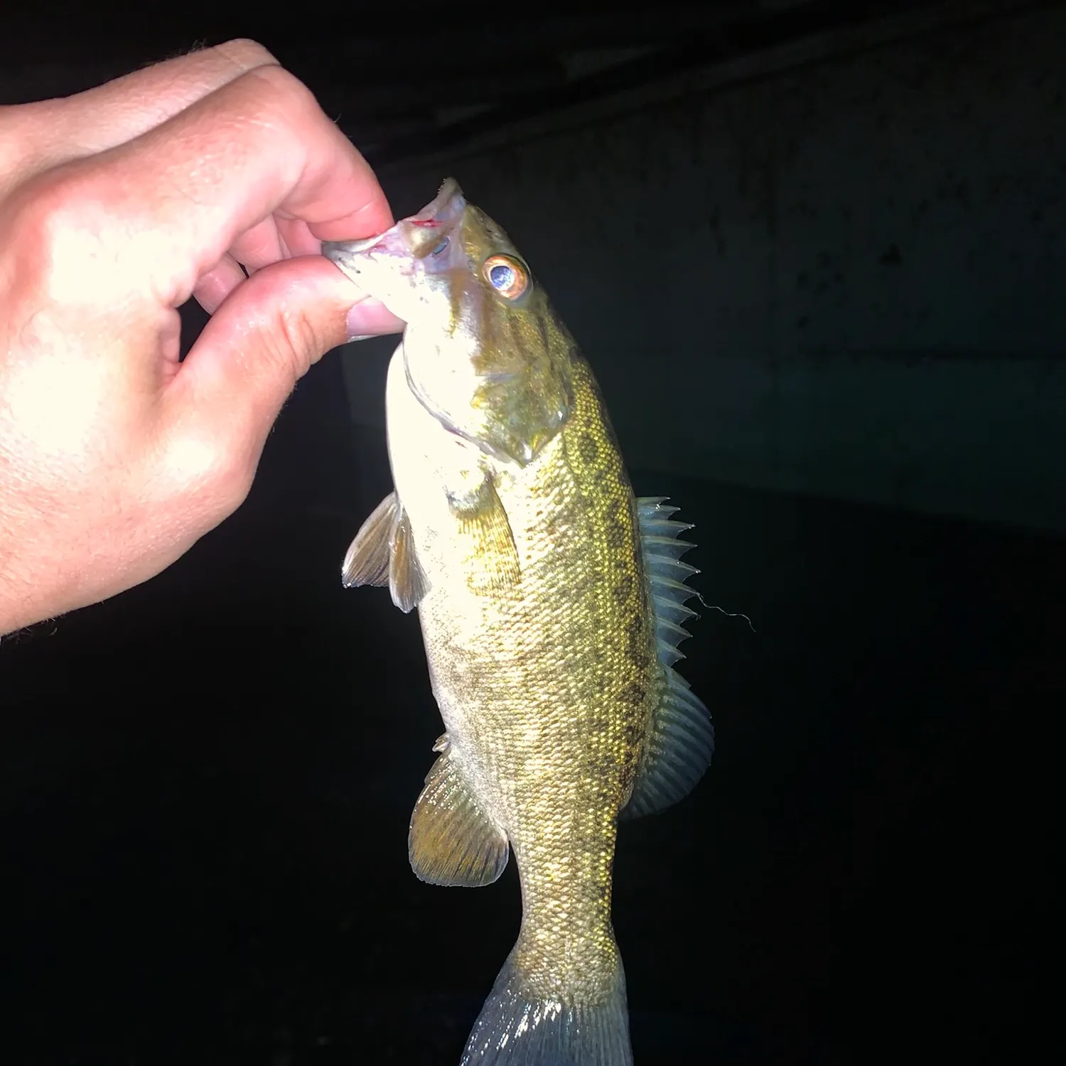 Smallmouth bass caught on Fishbrain