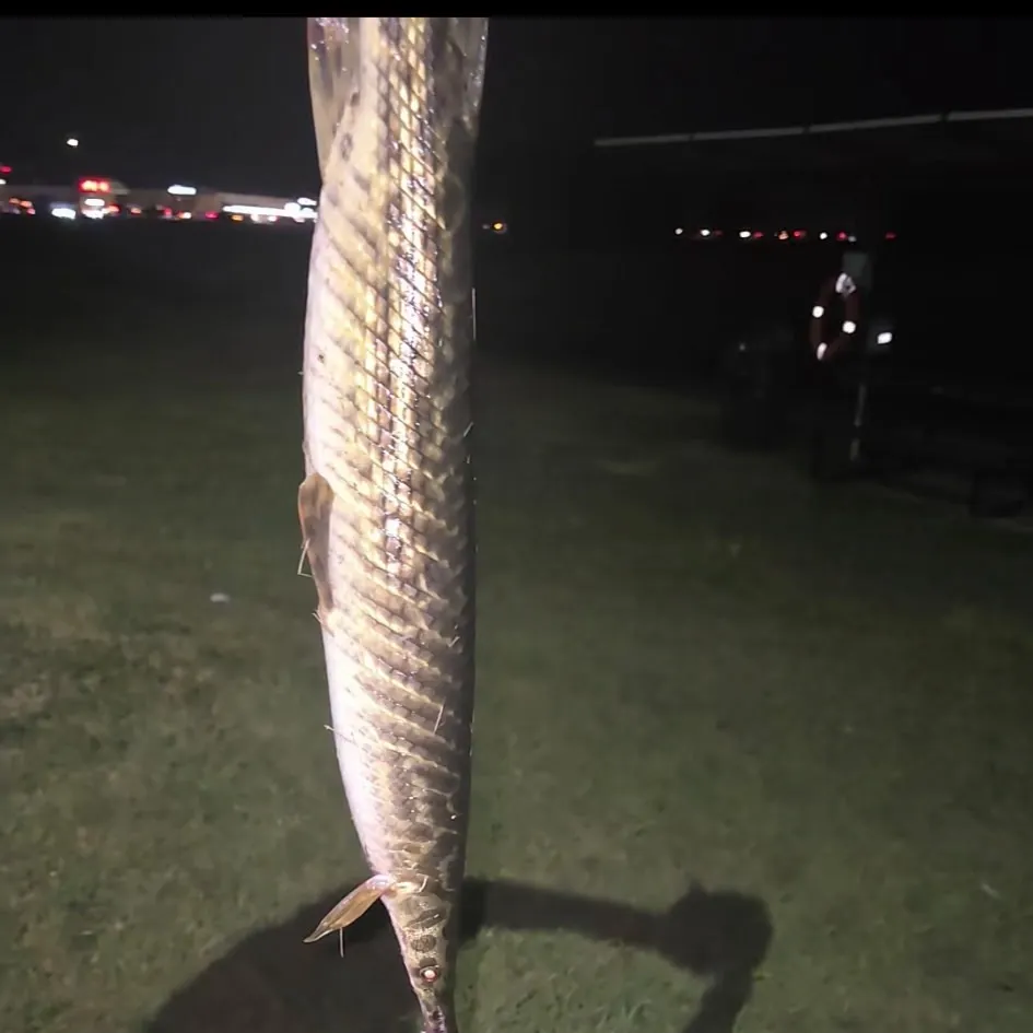 Spotted gar caught on Fishbrain