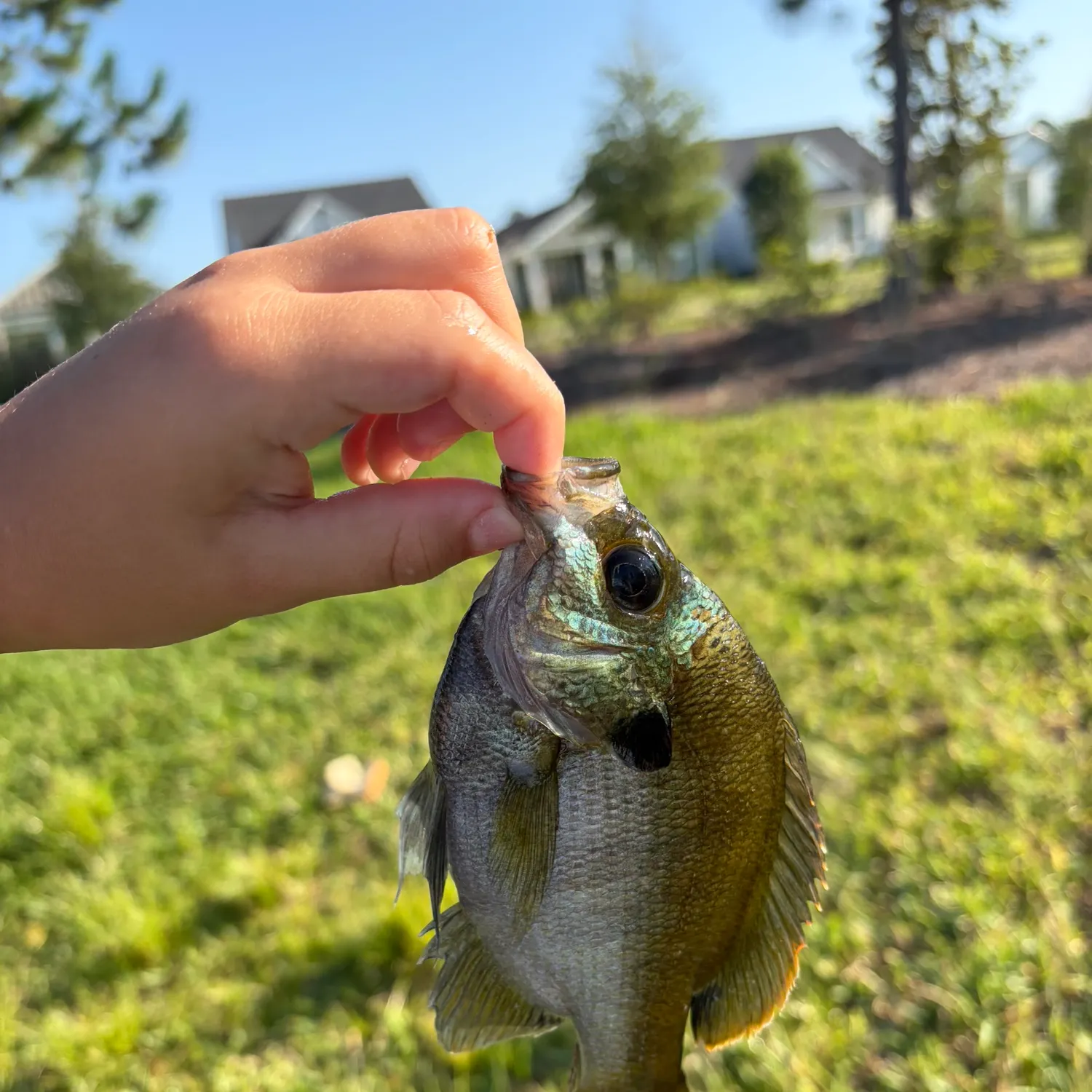 Bluegill caught on Fishbrain