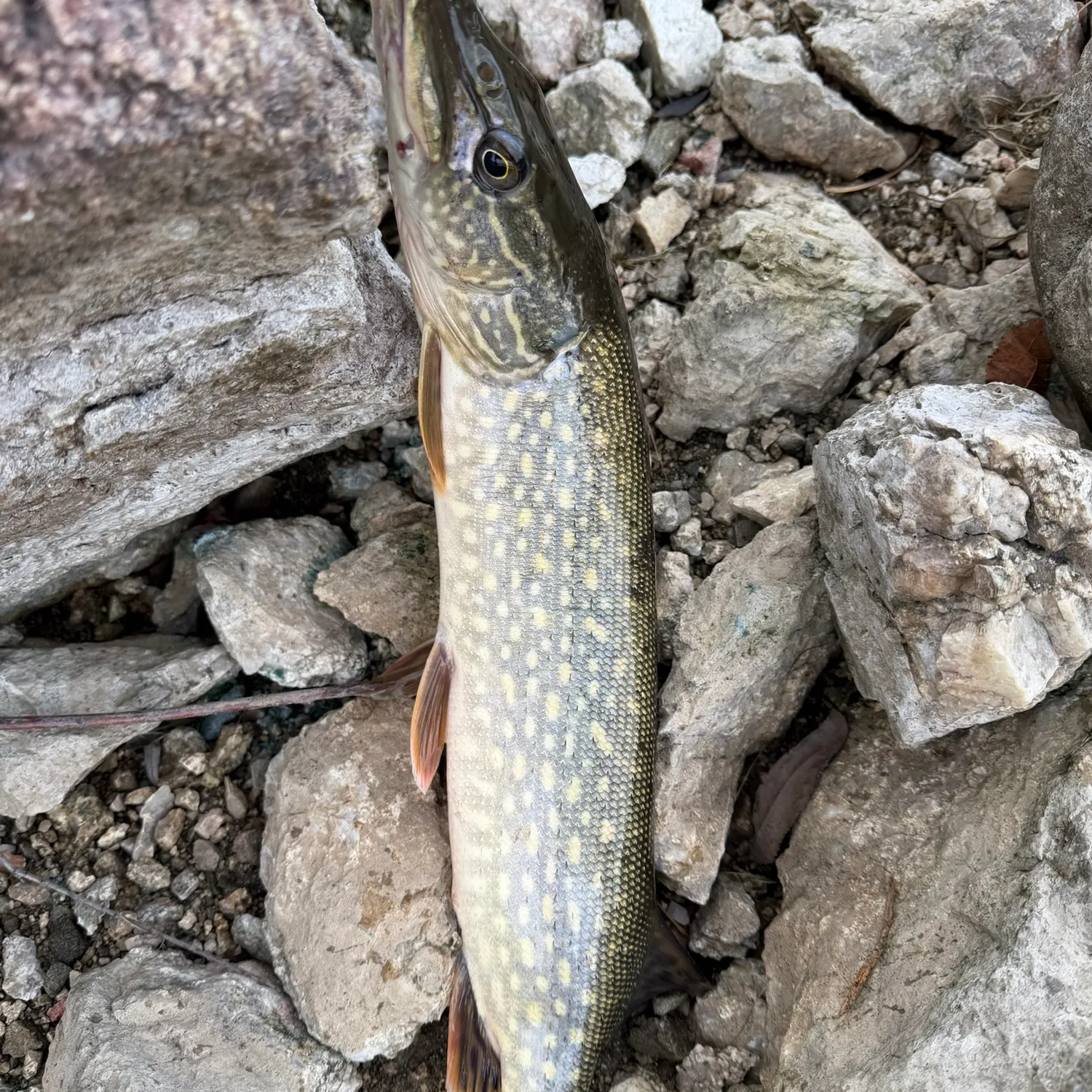 Northern pike caught on Fishbrain