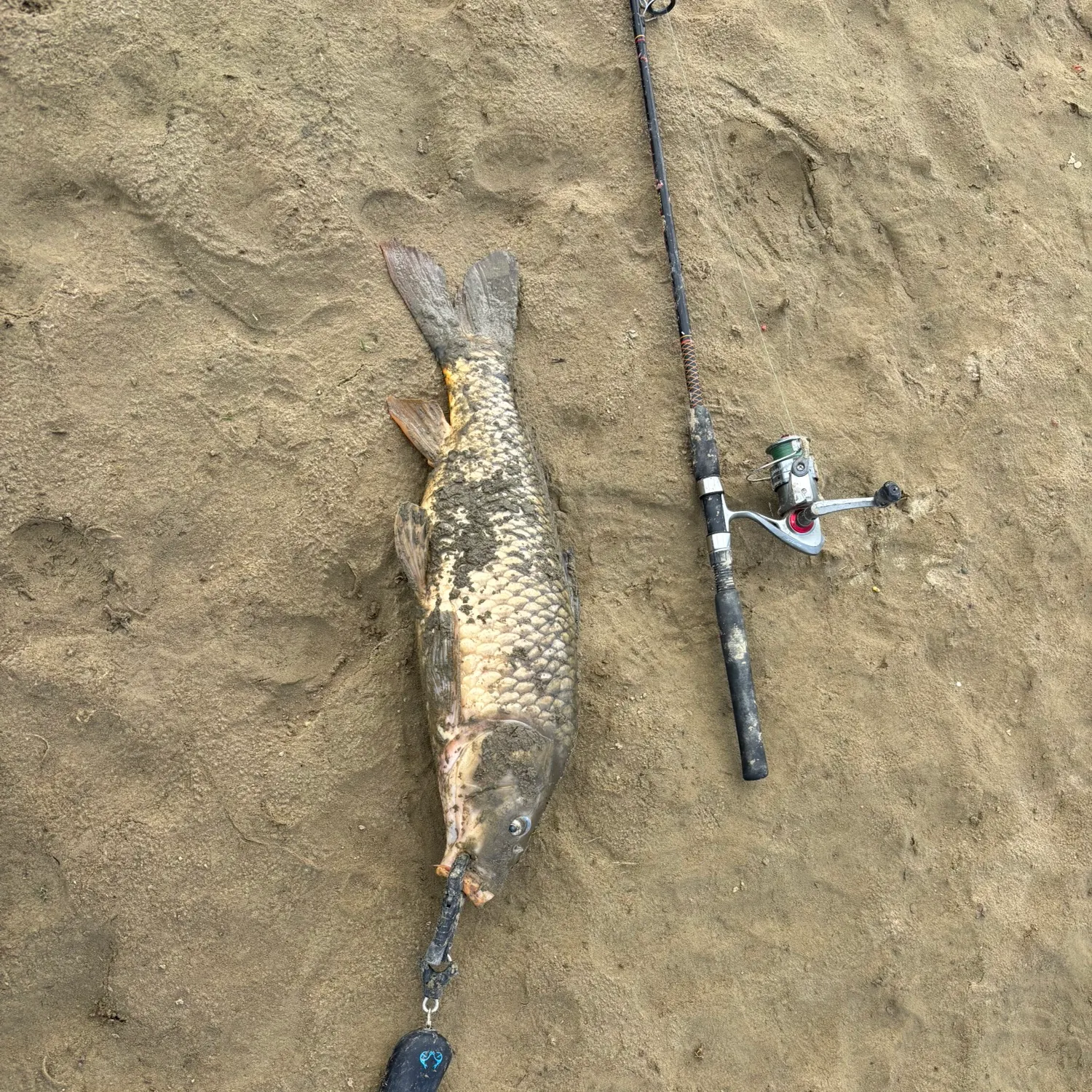 Common carp caught on Fishbrain