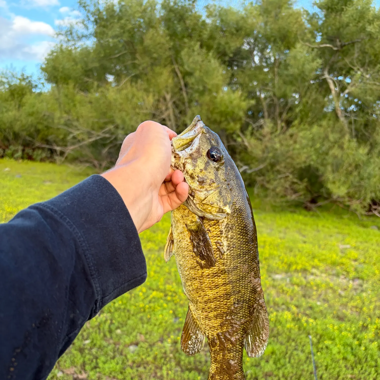 Smallmouth bass caught on Fishbrain