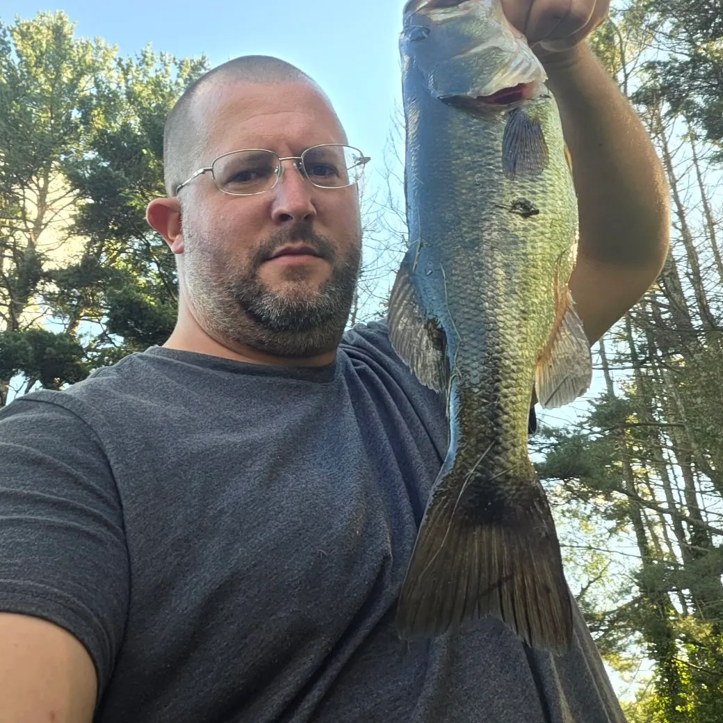 Largemouth bass caught on Fishbrain